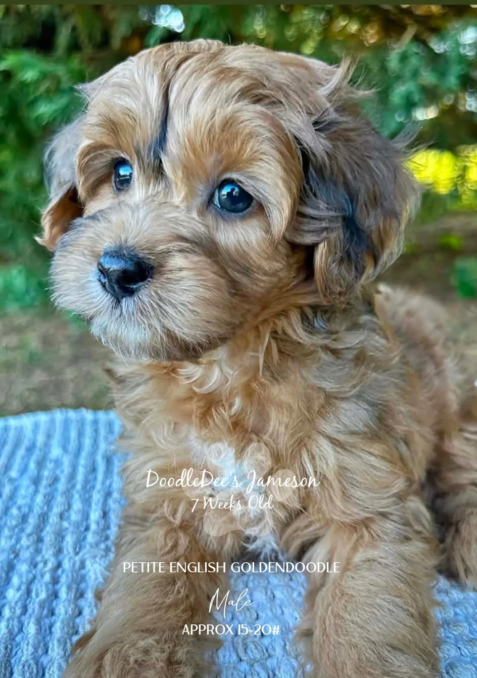 Petite Sable English Goldendoodle