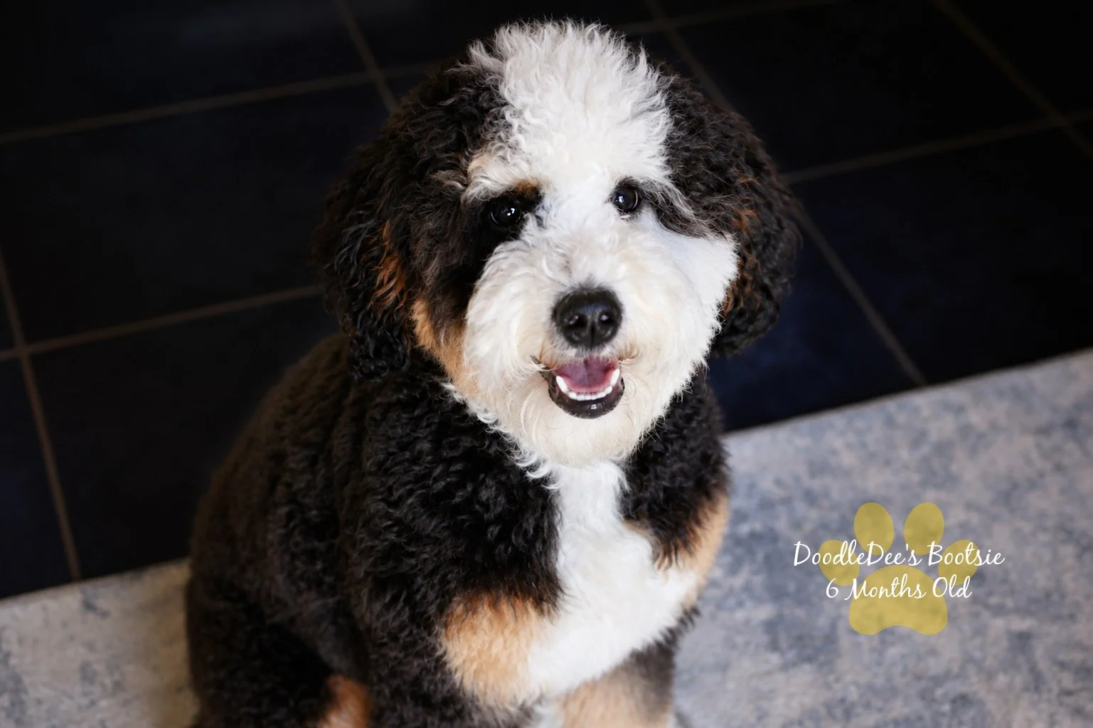 Mini Bernedoodle