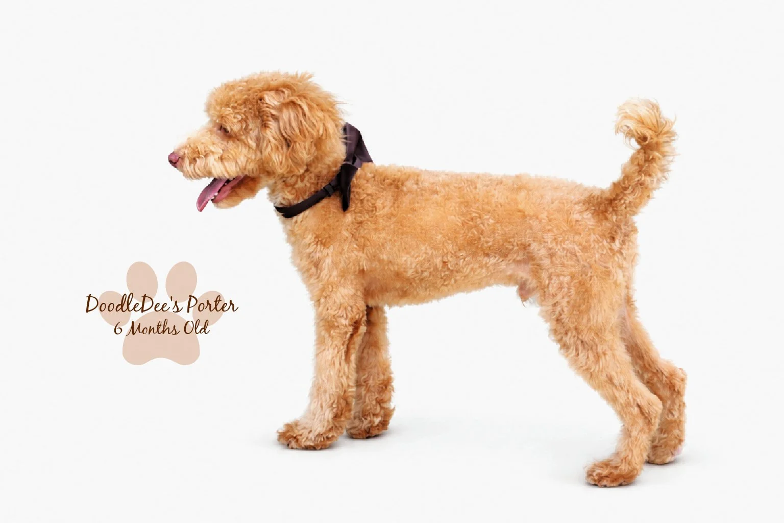 Mini Poodle Stud | 6.7 lbs