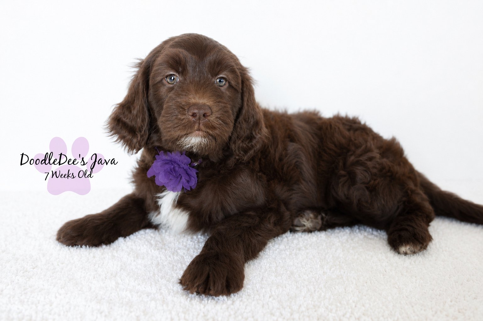 Medium English Goldendoodle