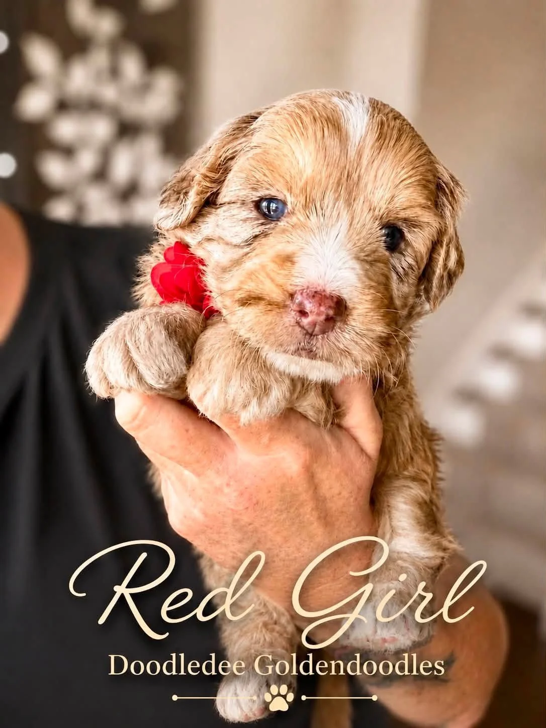Petite English Goldendoodle Female AVAILABLE $4,000