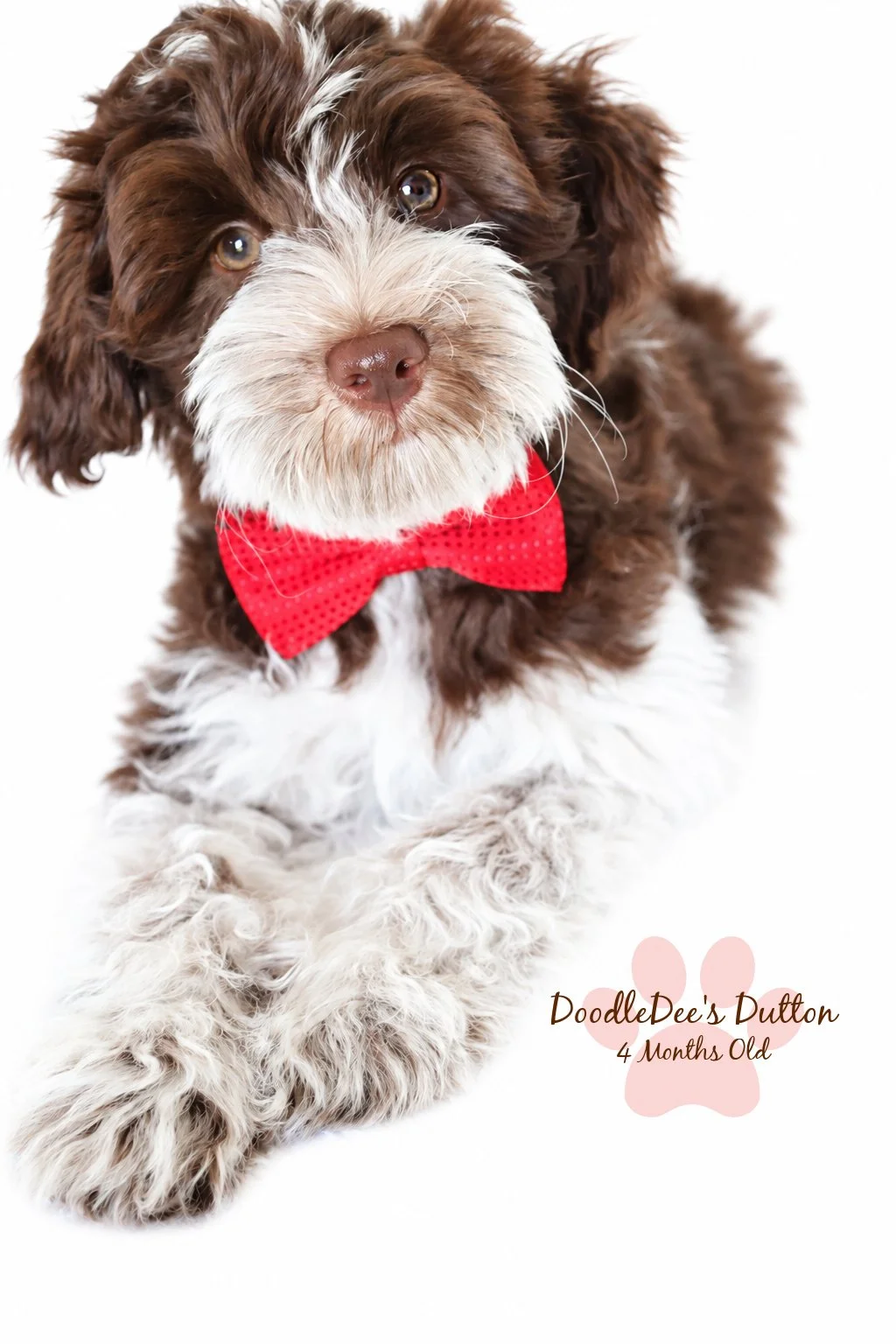 Chocolate Roan English Goldendoodle Stud |  10.2 Lbs