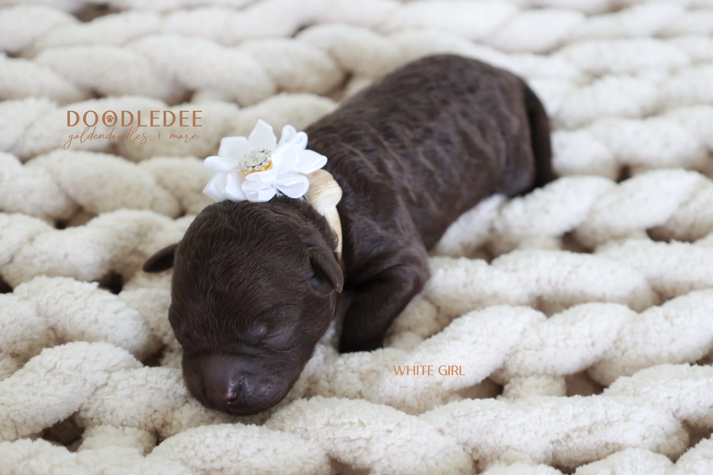 MIni English Goldendoodles