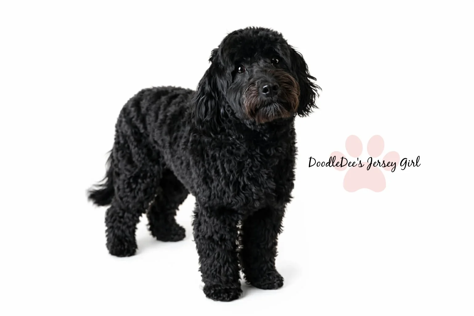 F1 English Goldendoodle