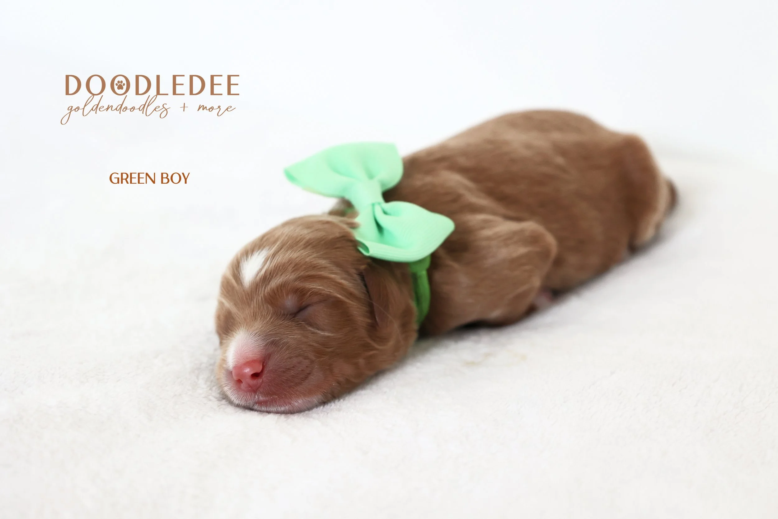 Mini English Goldendoodle