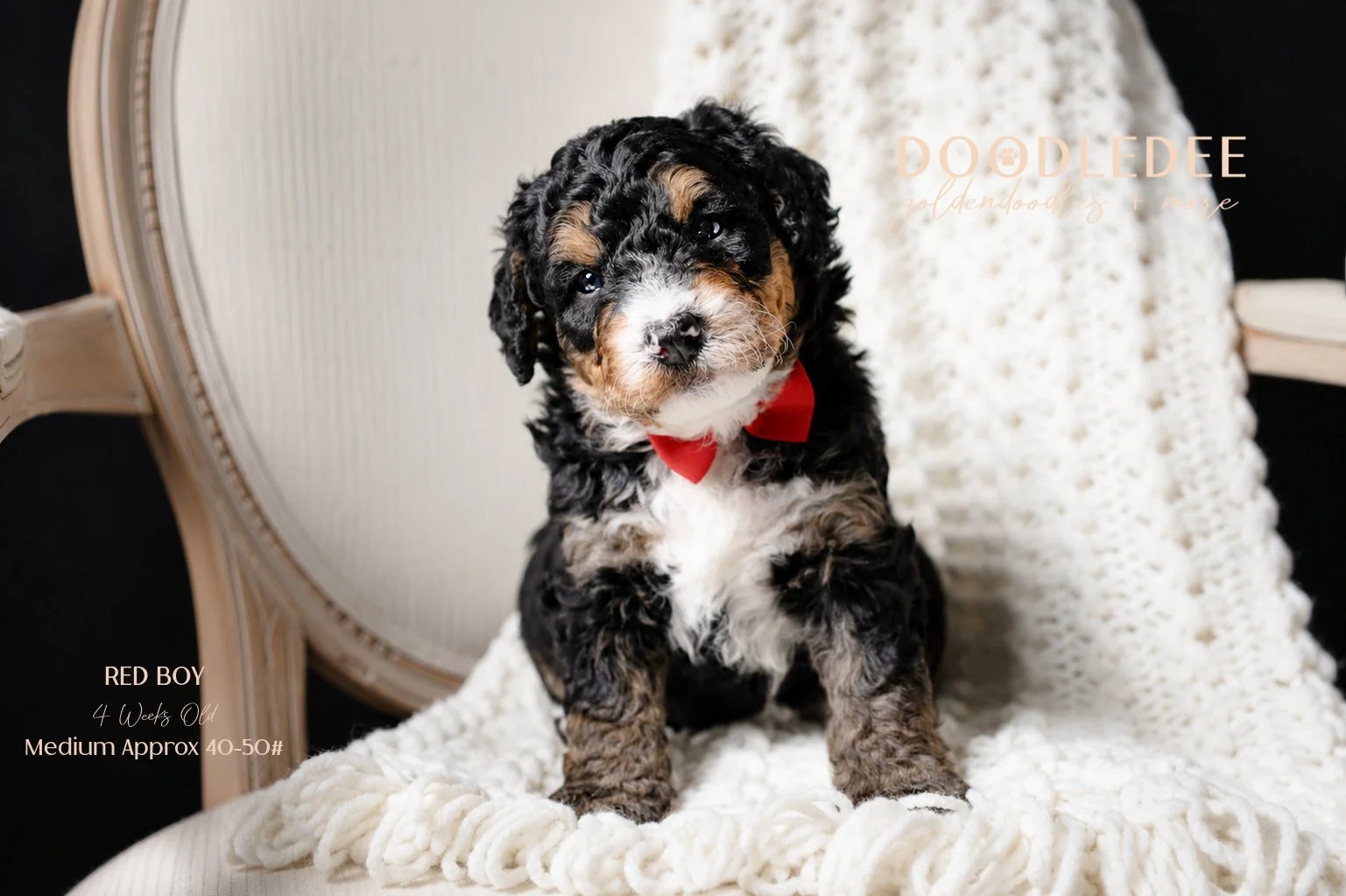Medium Bernedoodle SOLD