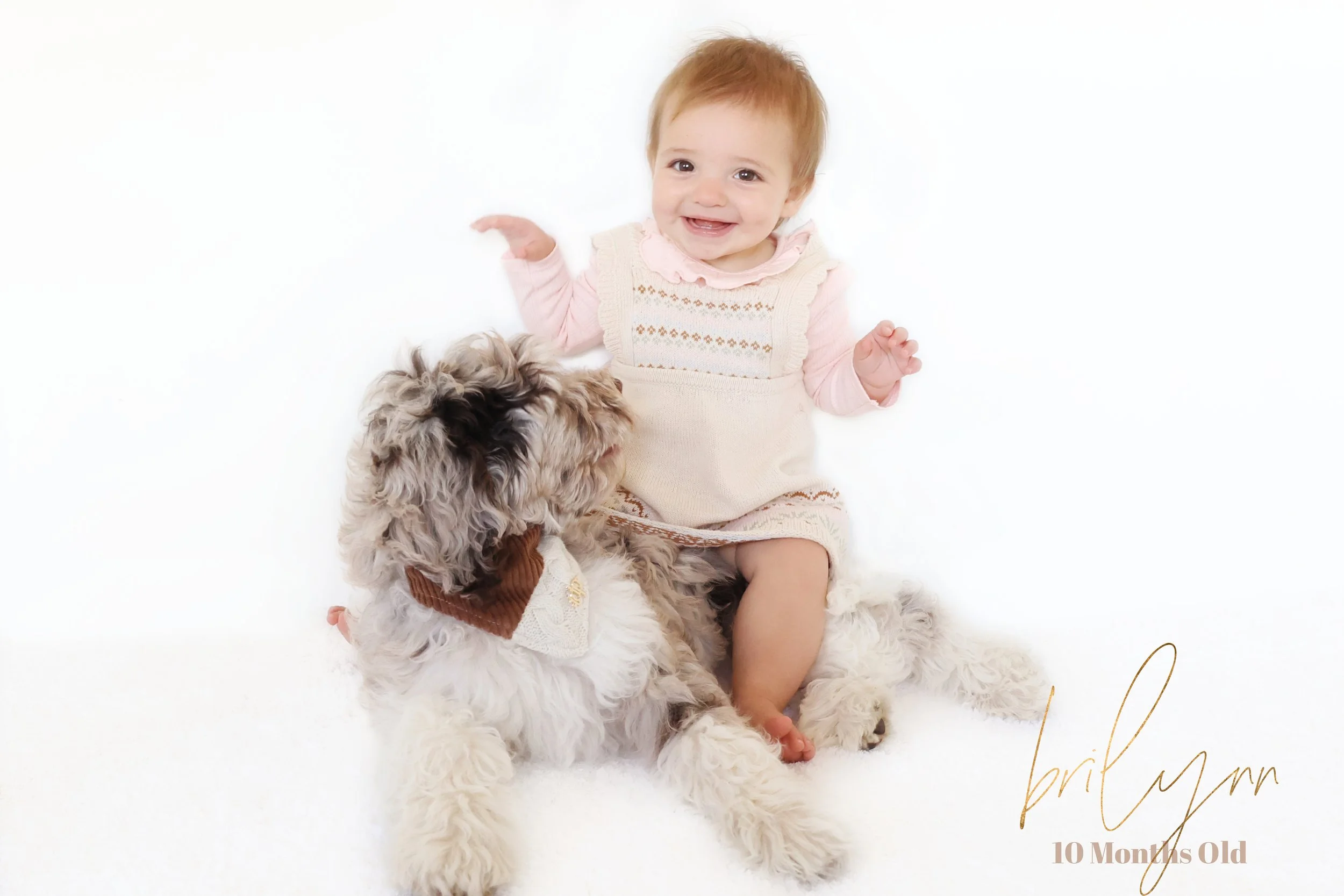 Chocolate Merle English Goldendoodle