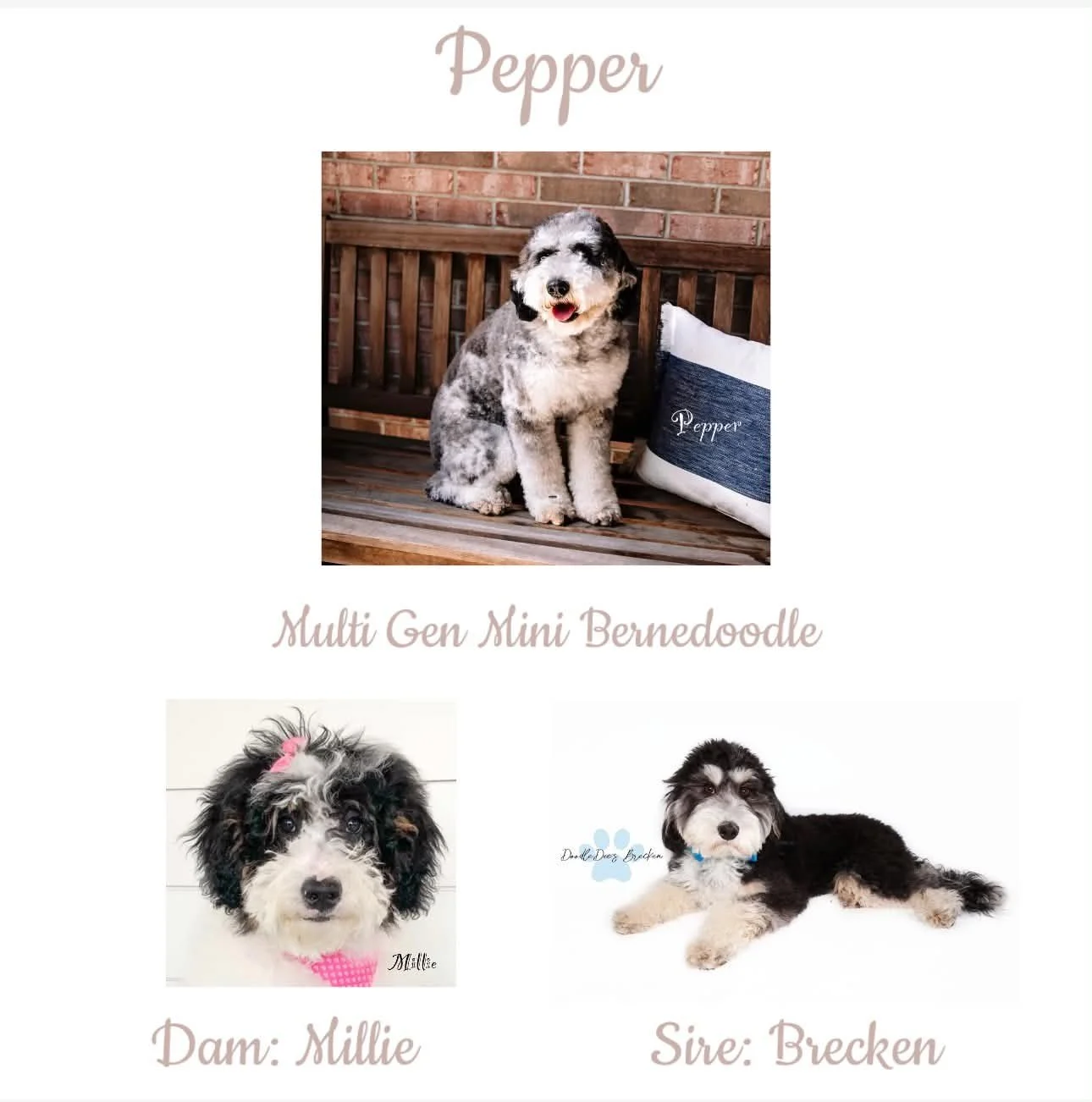 Pepper Parents