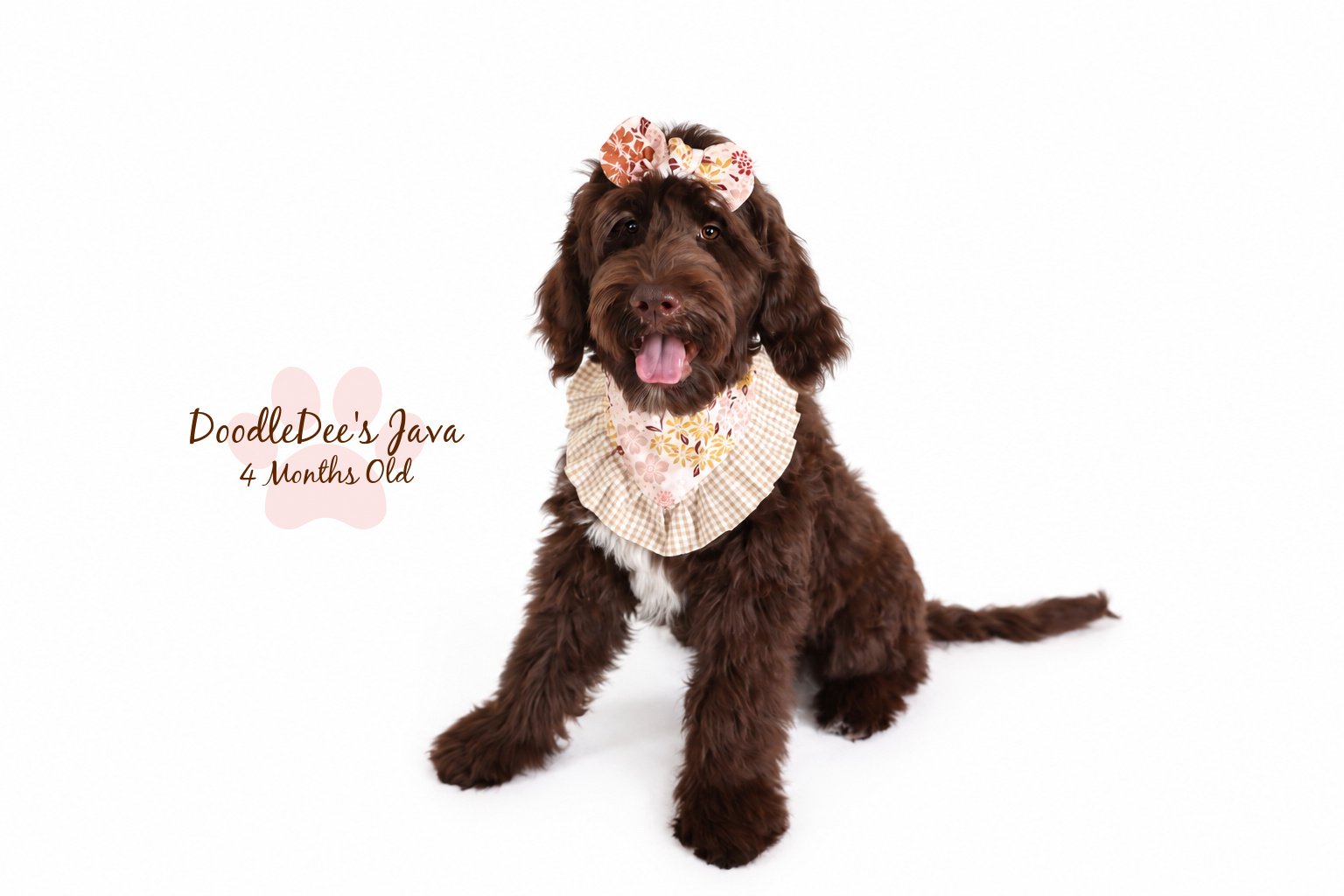 Medium English Goldendoodle |  22 Lbs