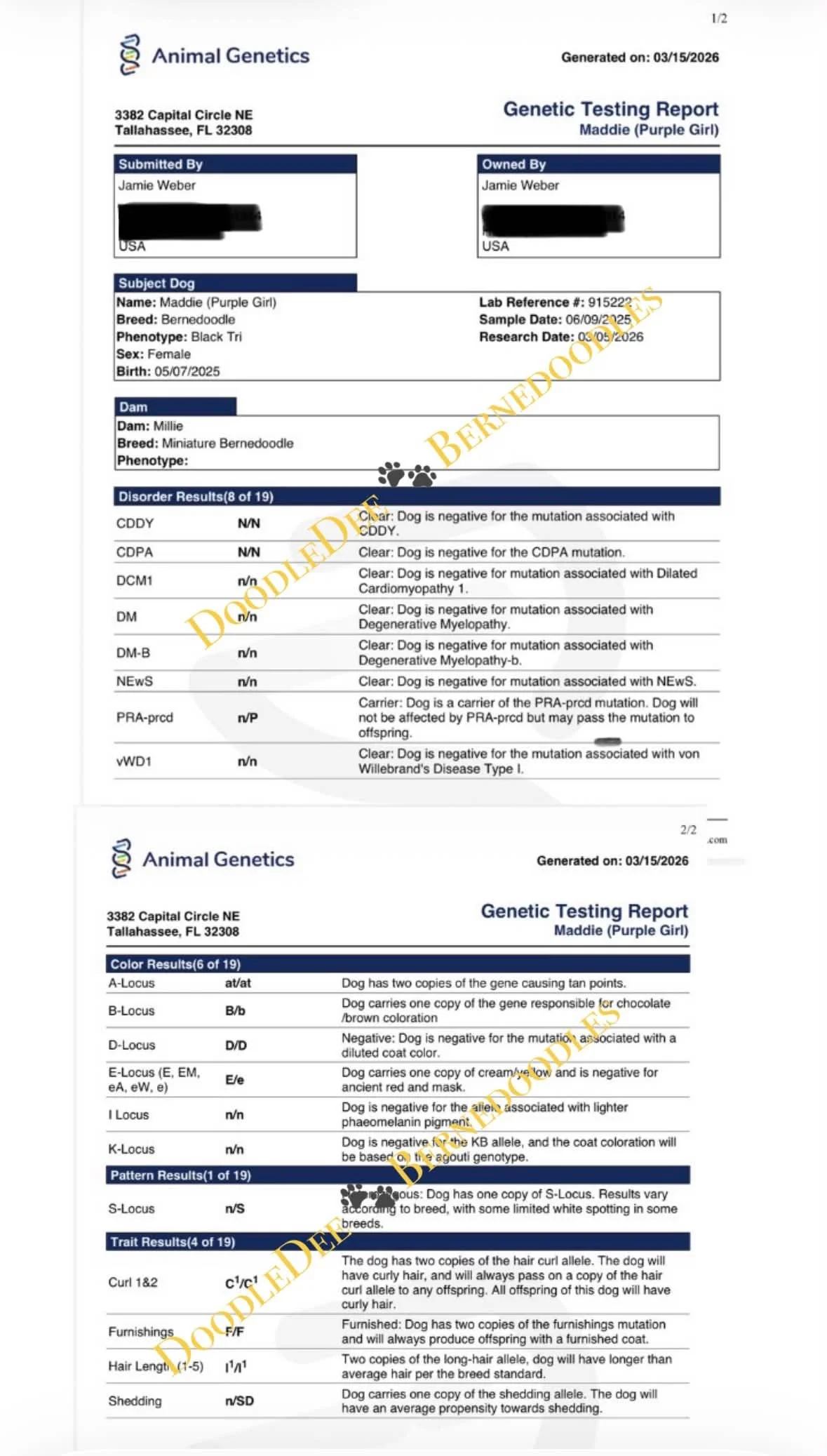 Maddie Genetic Health Testing- AG