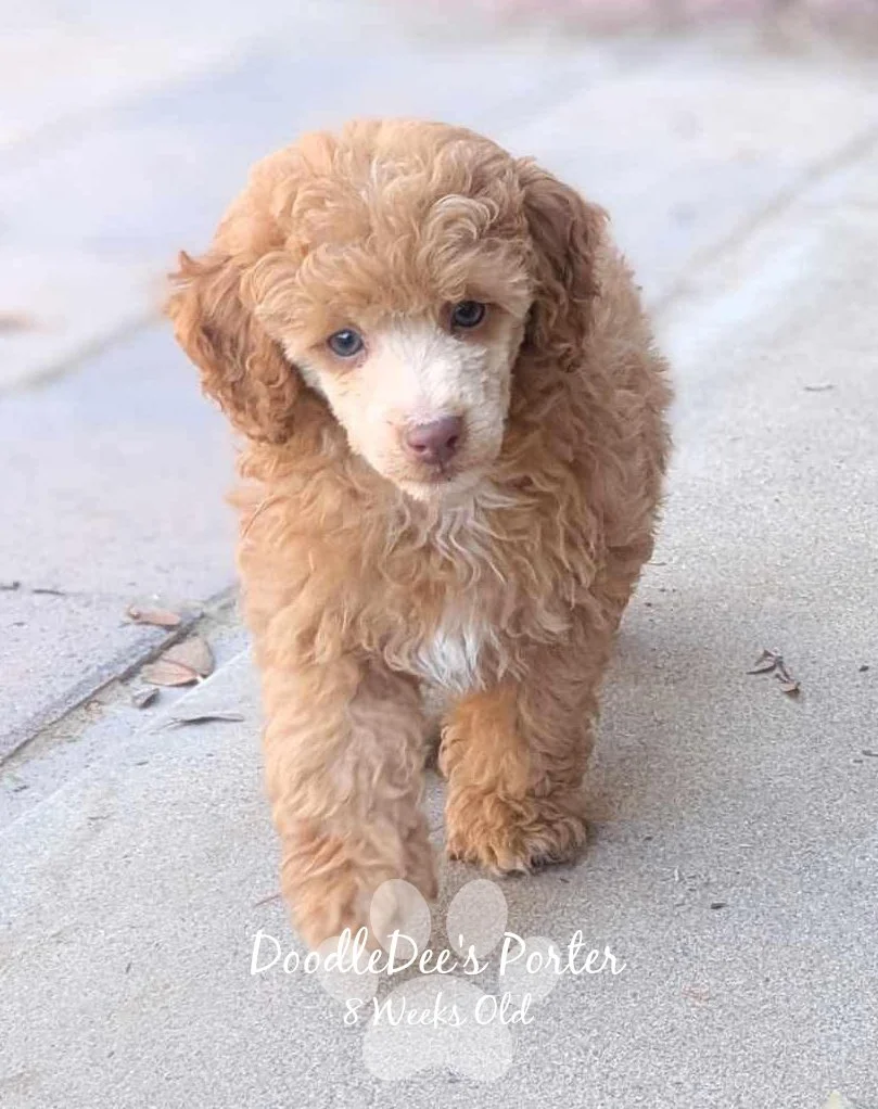 Mini Poodle Stud