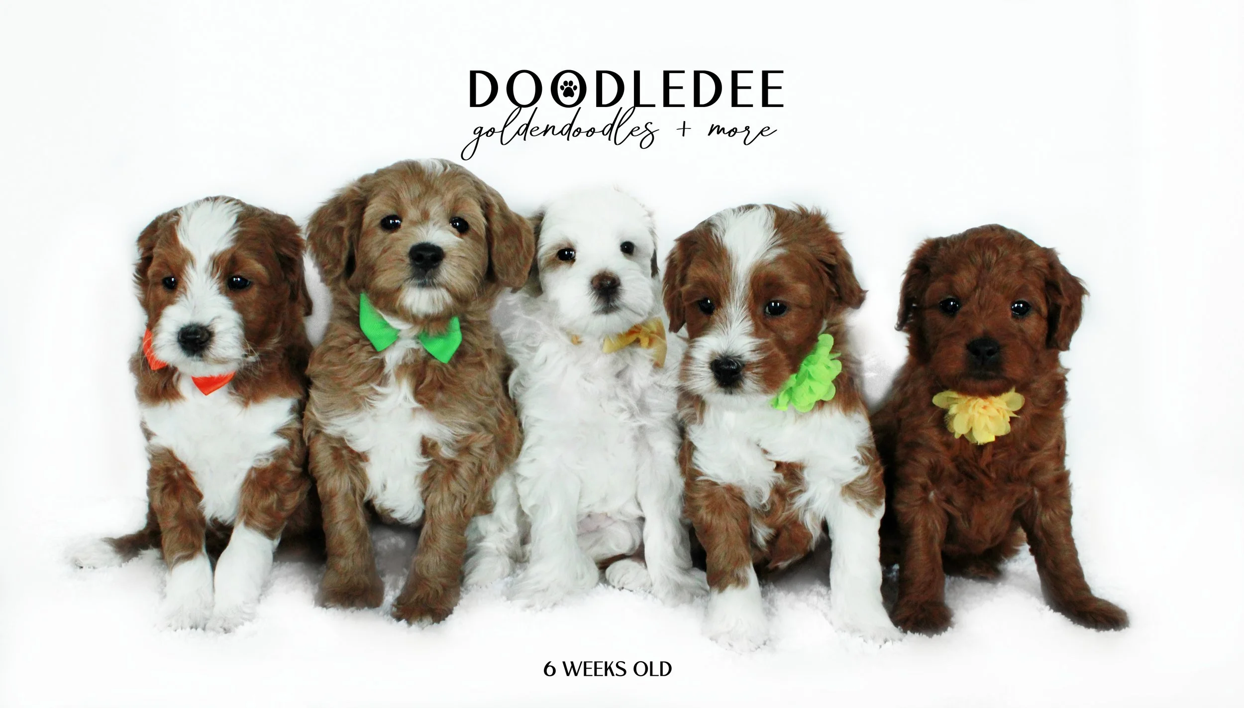 PAST Julep & Duffy Puppies