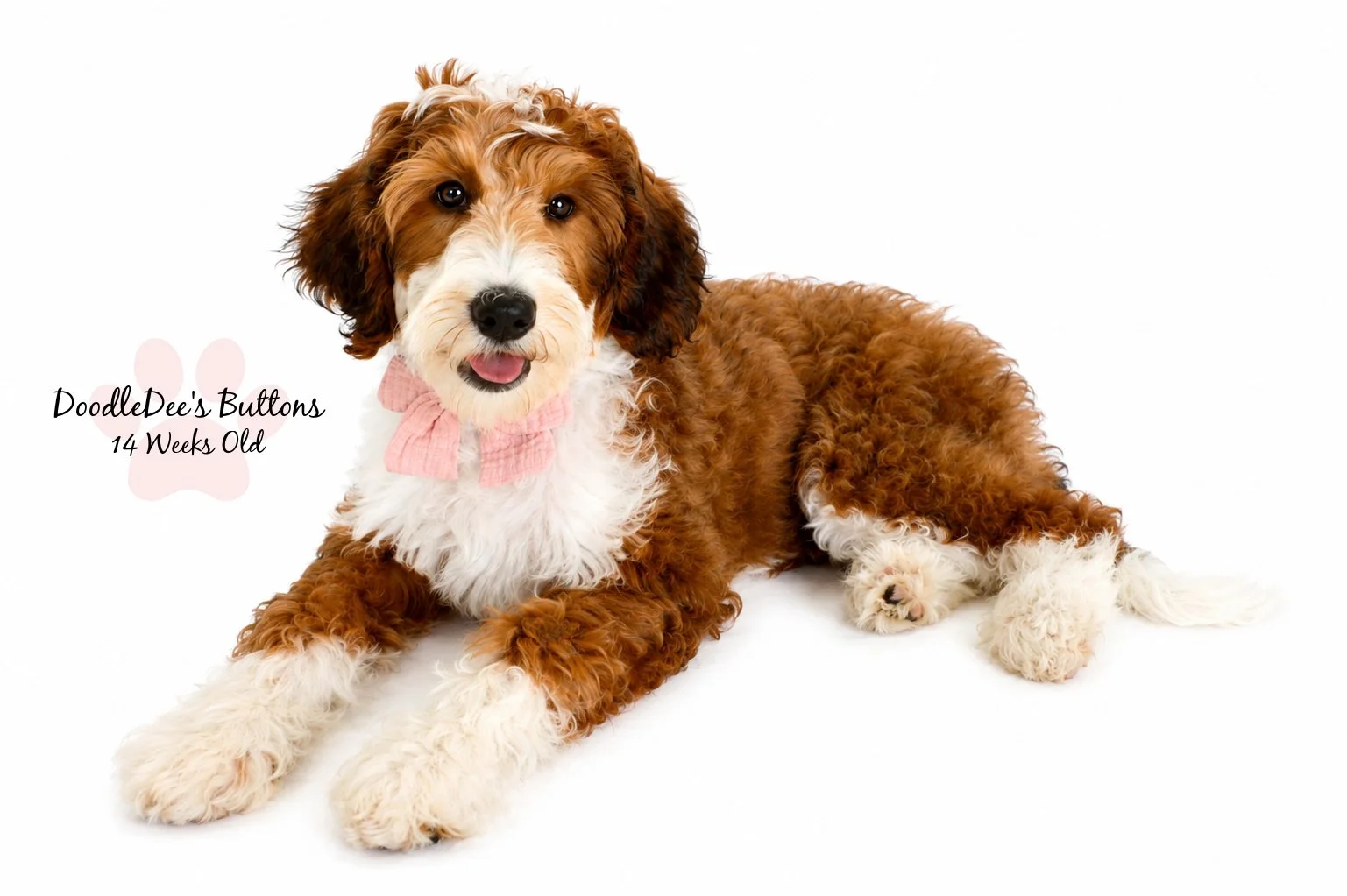 Sable Bernedoodle- Buttons 14 Weeks Old 
15 Lbs