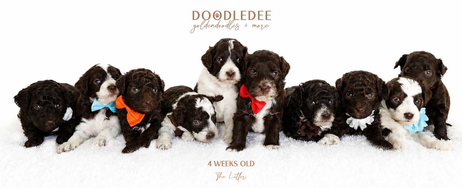 Micro Mini & Petite English Goldendoodles