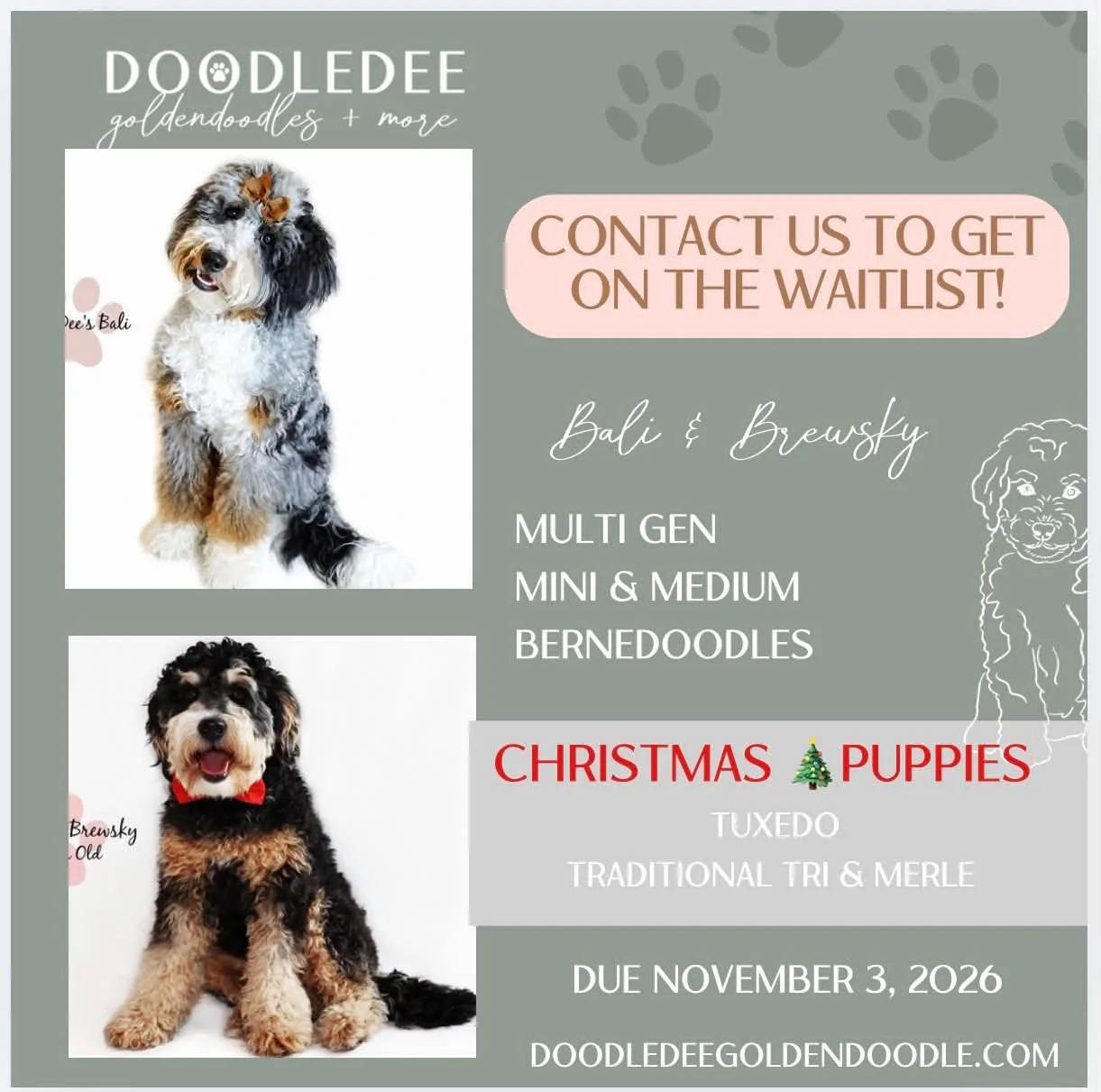 Mini Bernedoodle Puppies | Medium Bernedoodle Puppies | Christmas Puppies
