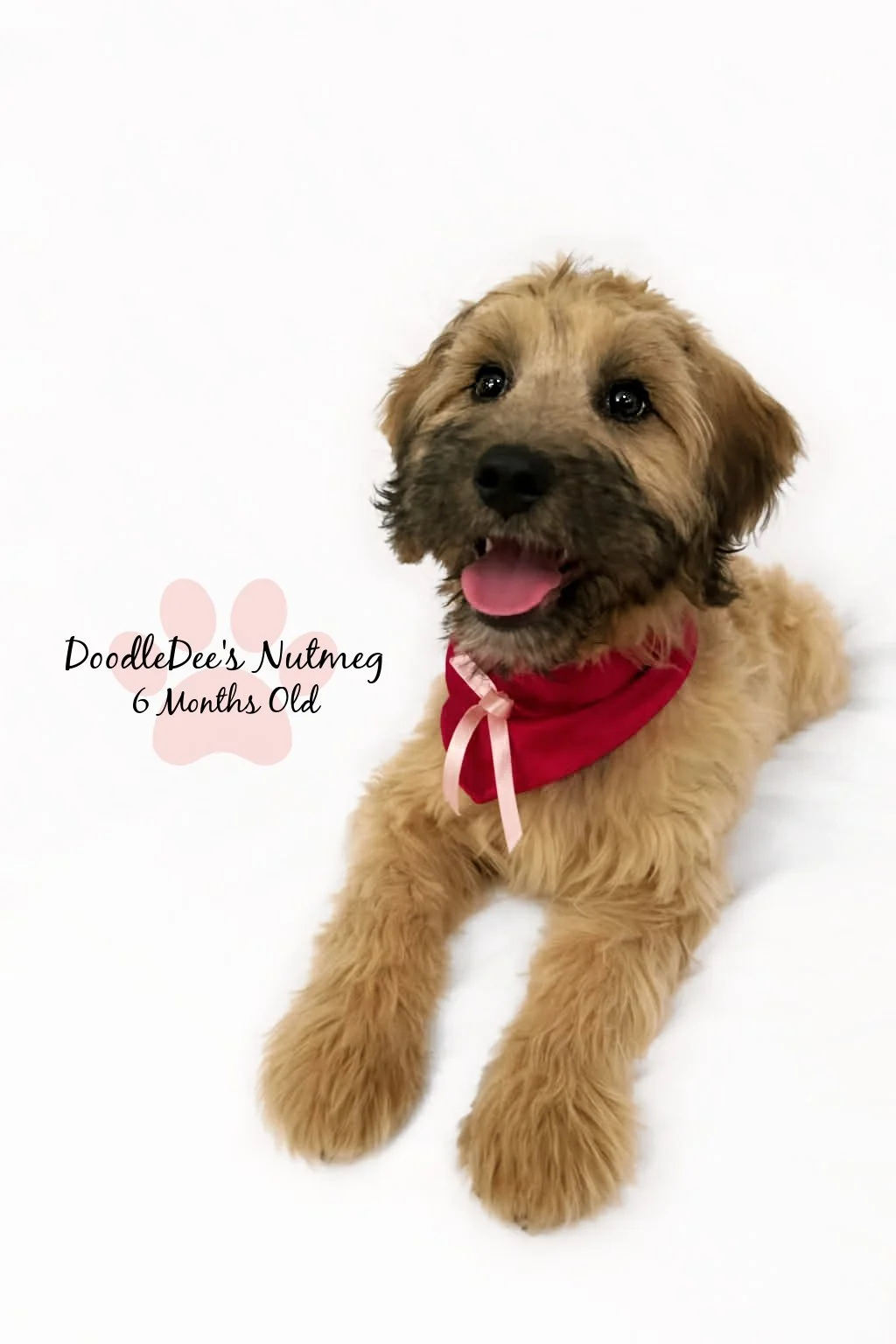 Petite Sable English Goldendoodle 13#