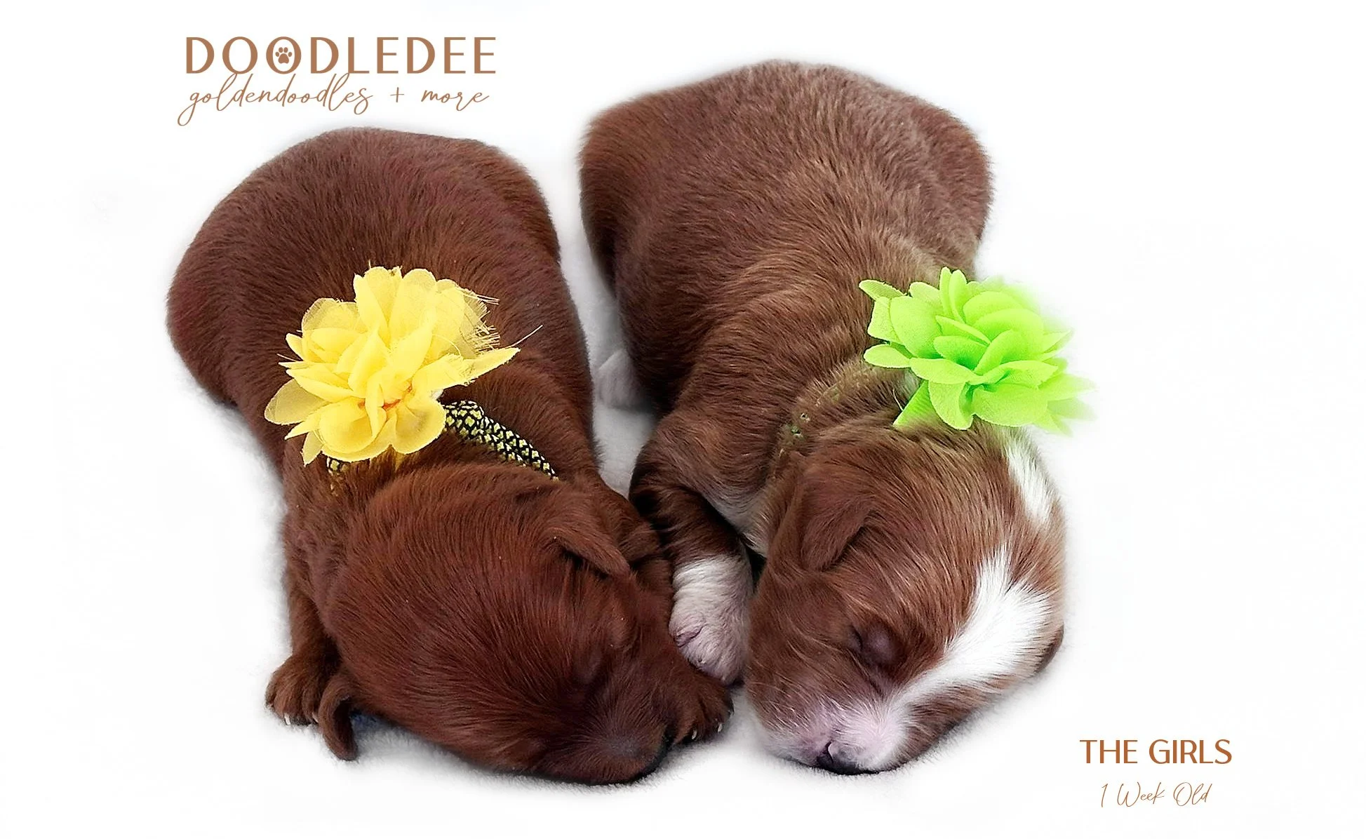 English Goldendoodle Puppies