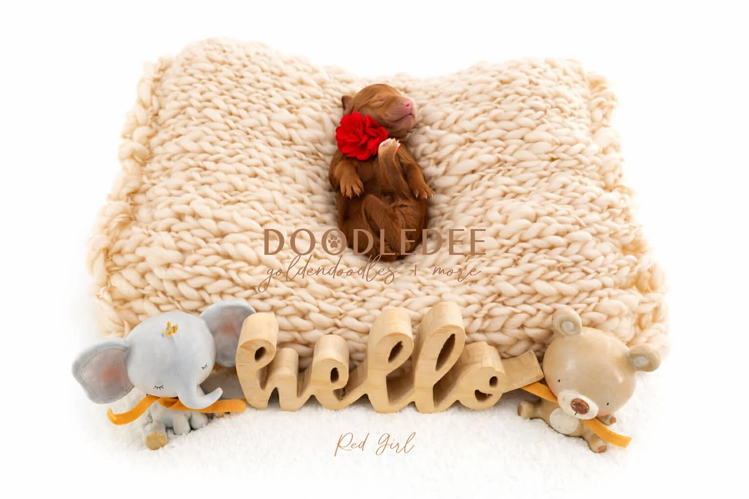 Medium English Goldendoodle