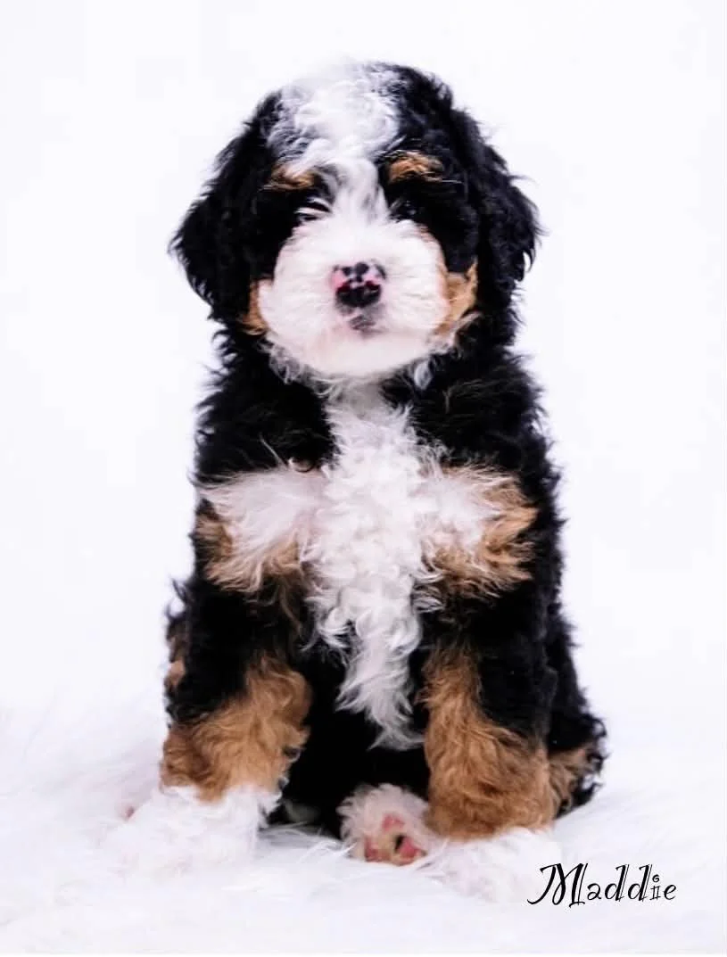 Maddie- Petite Bernedoodle