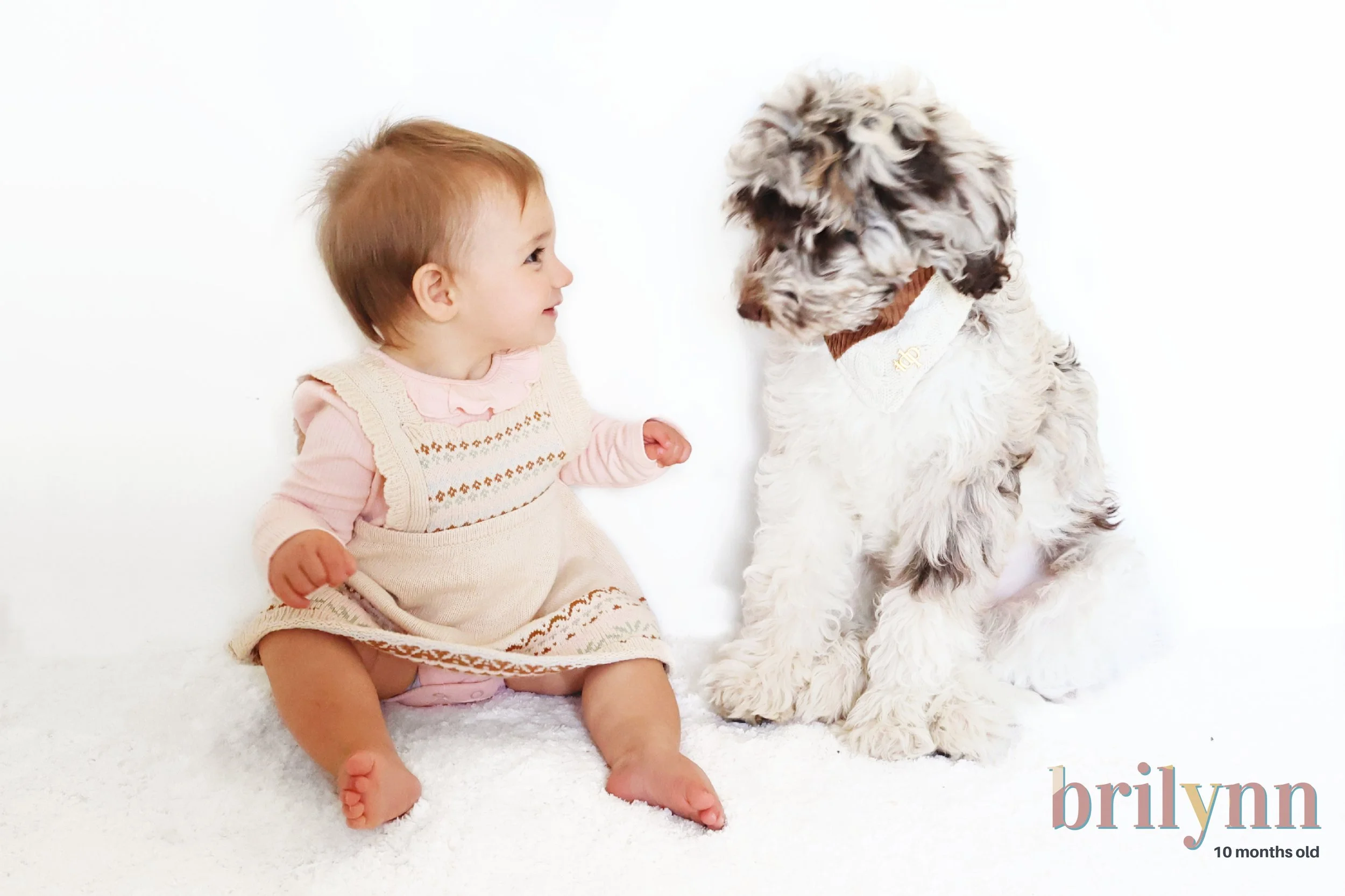 Chocolate Merle English Goldendoodle