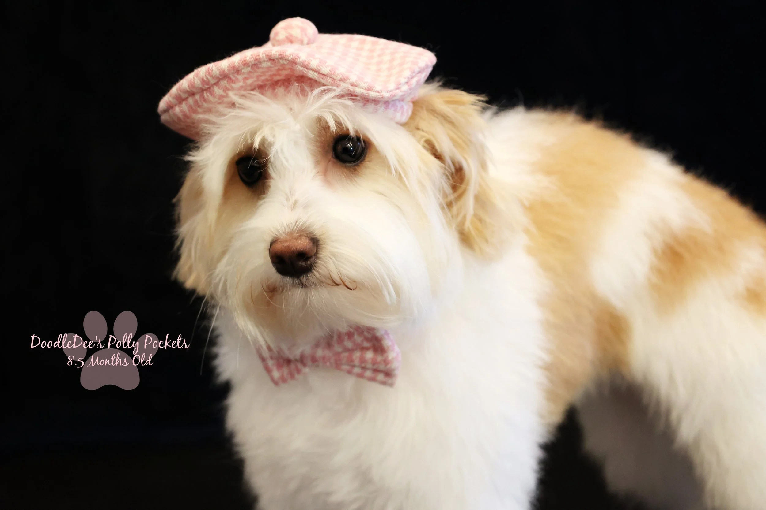 Micro Mini Bernedoodle - 10# and 13 Inches