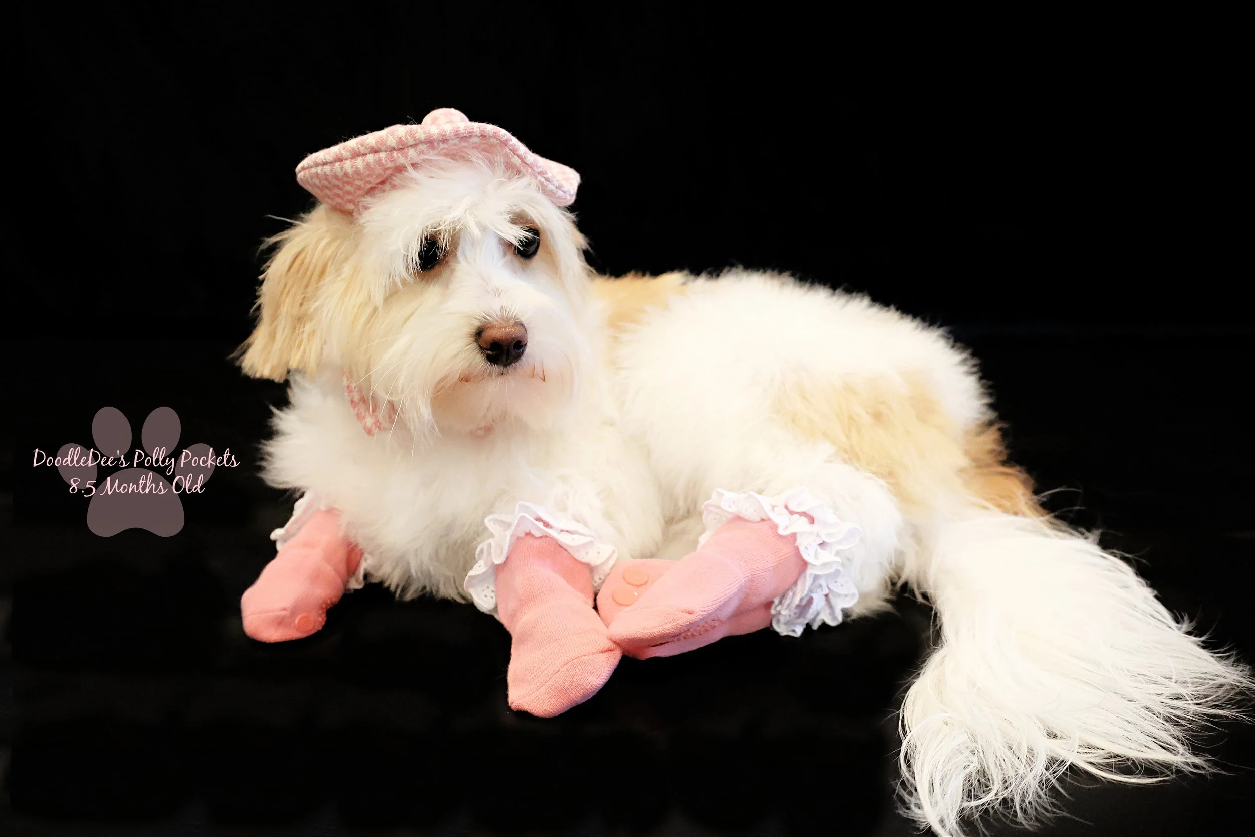 Micro Mini Bernedoodle - 10# and 13 Inches