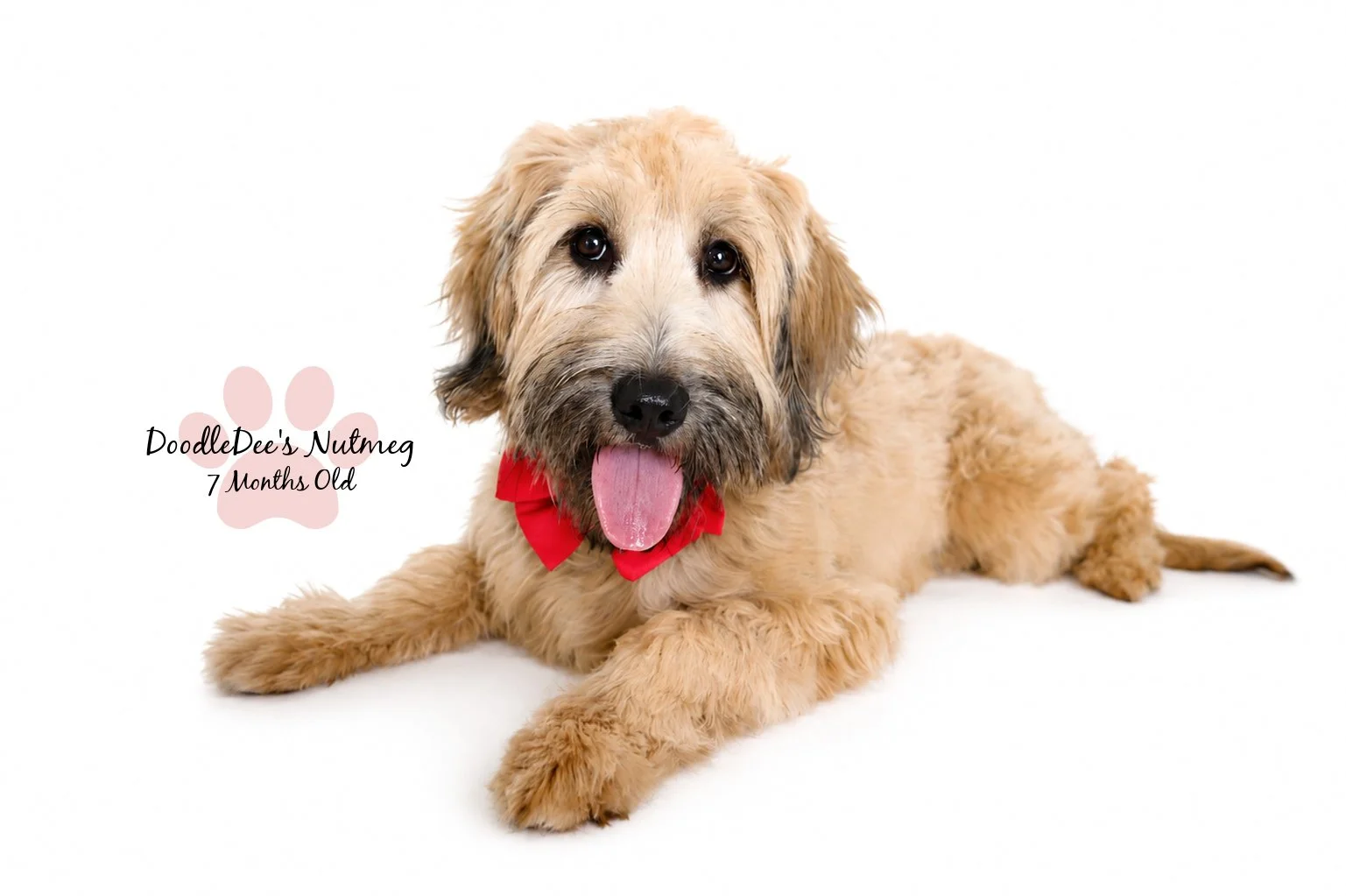 Petite Sable English Goldendoodle 23#