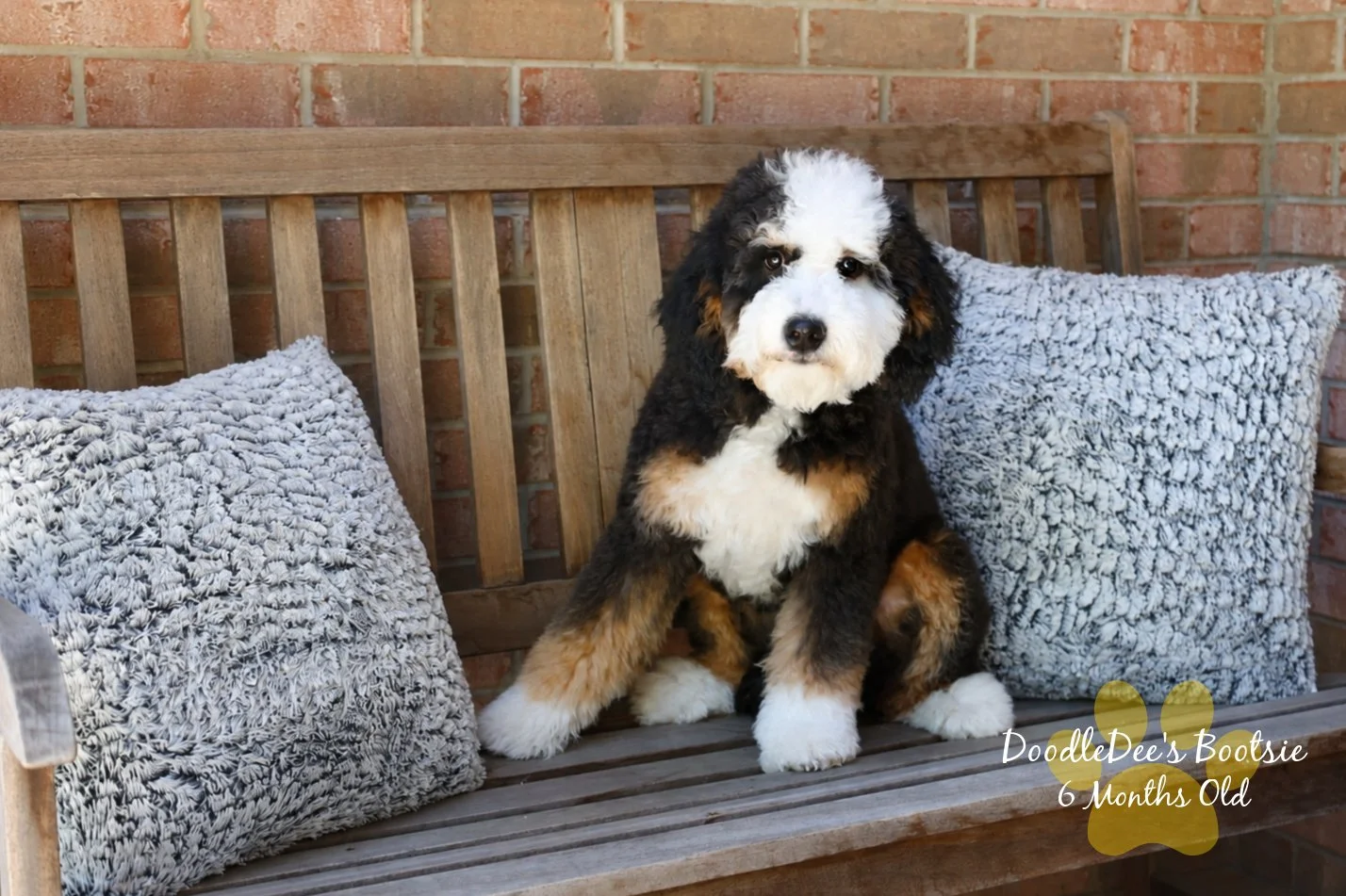 Mini Bernedoodle