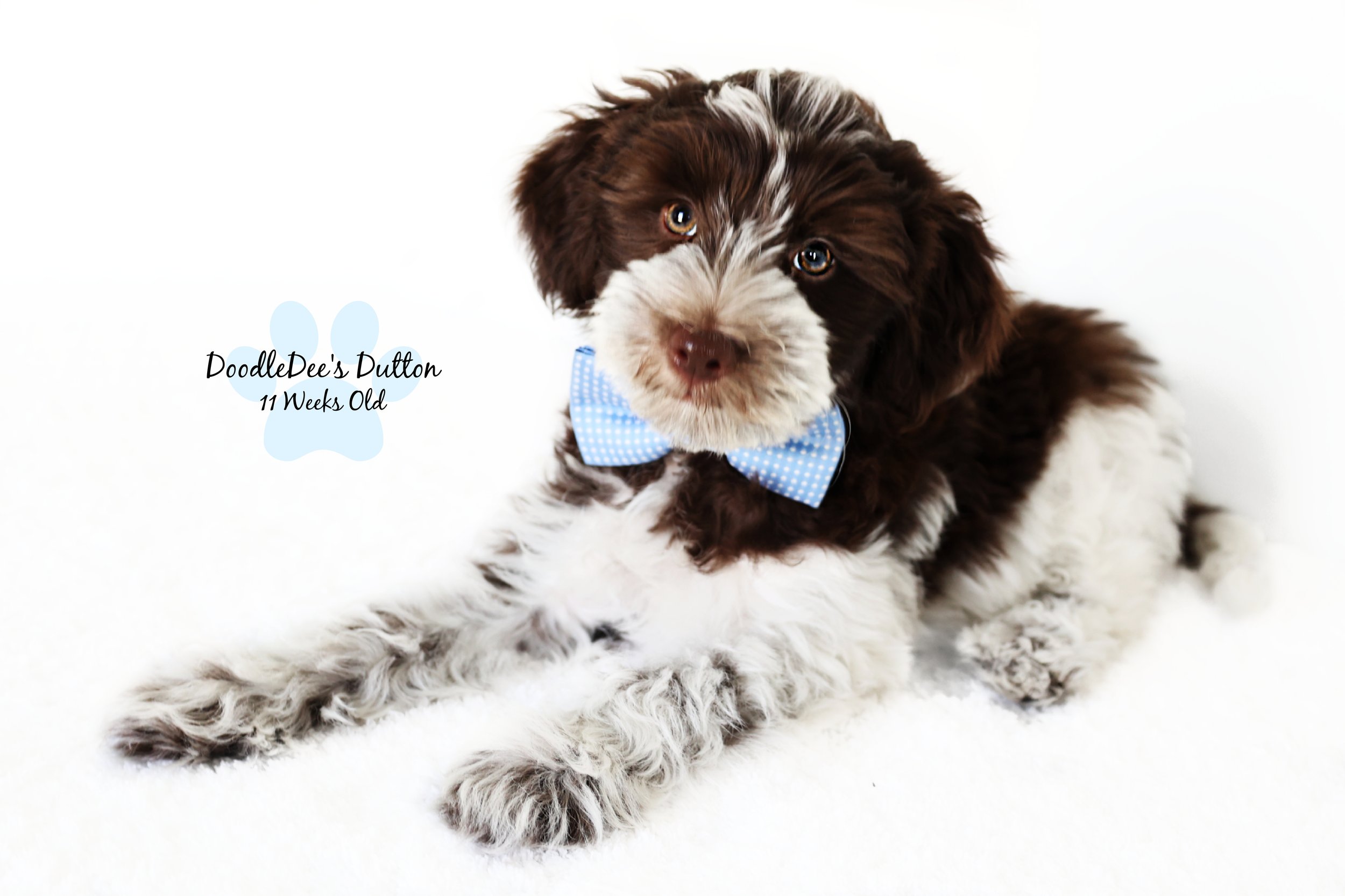 Chocolate Roan English Goldendoodle Stud