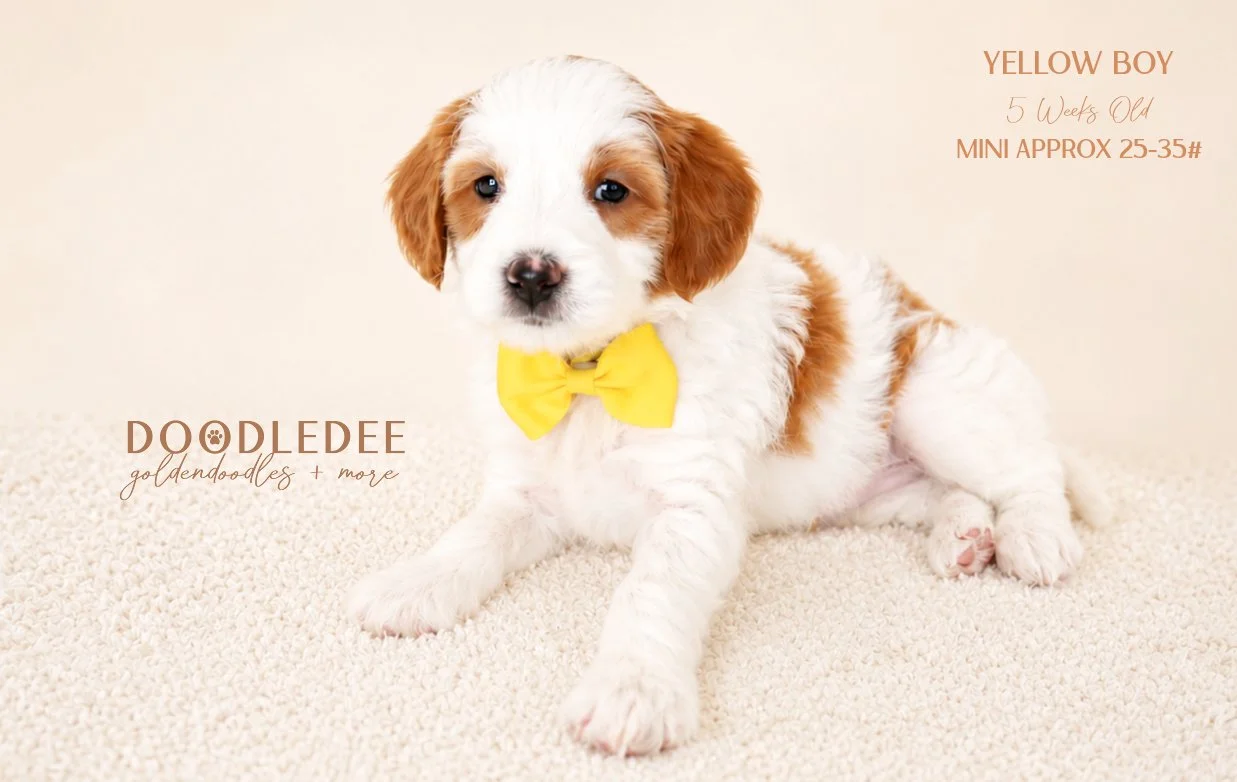 MINI English Goldendoodle AVAILABLE $3,000