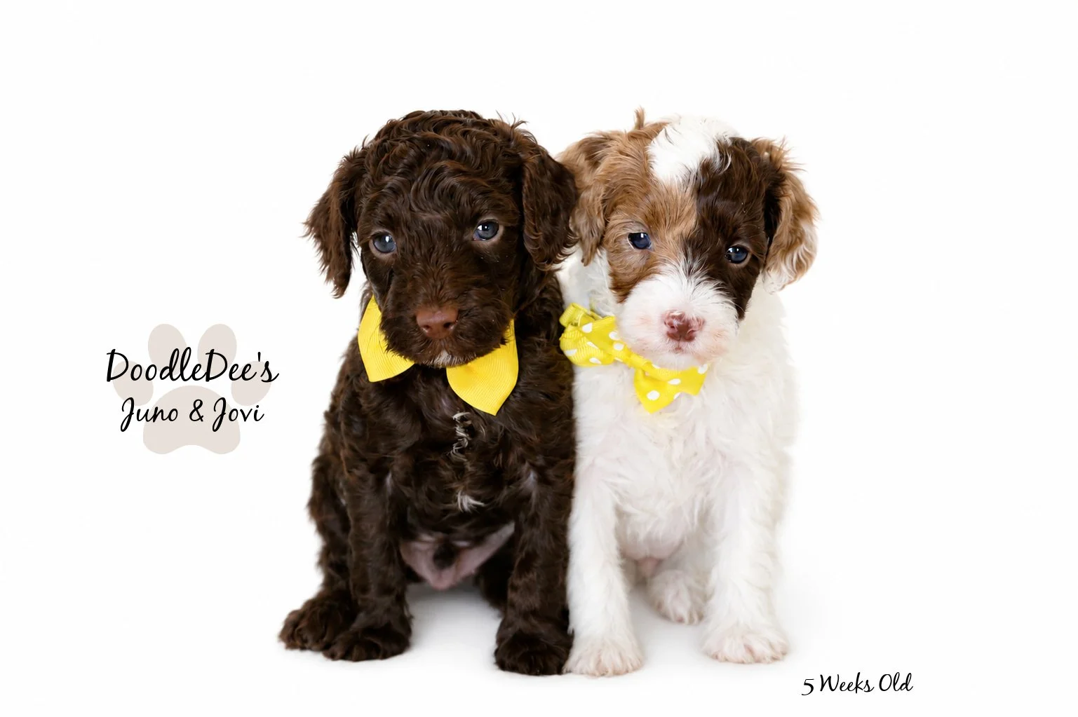 Micro Mini English Goldendoodle