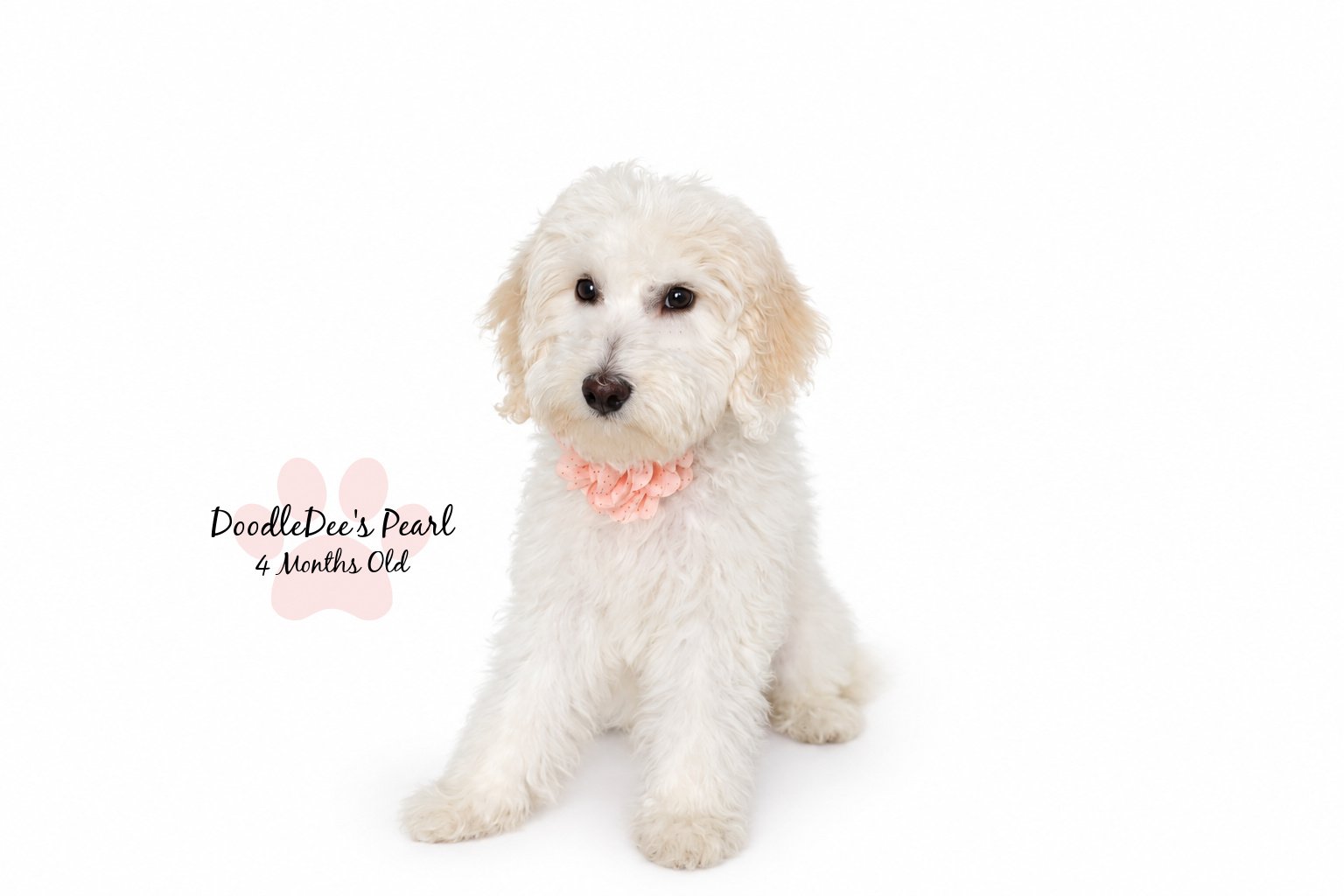 Petite English Cream Goldendoodle
16 Weeks Old 8.5#