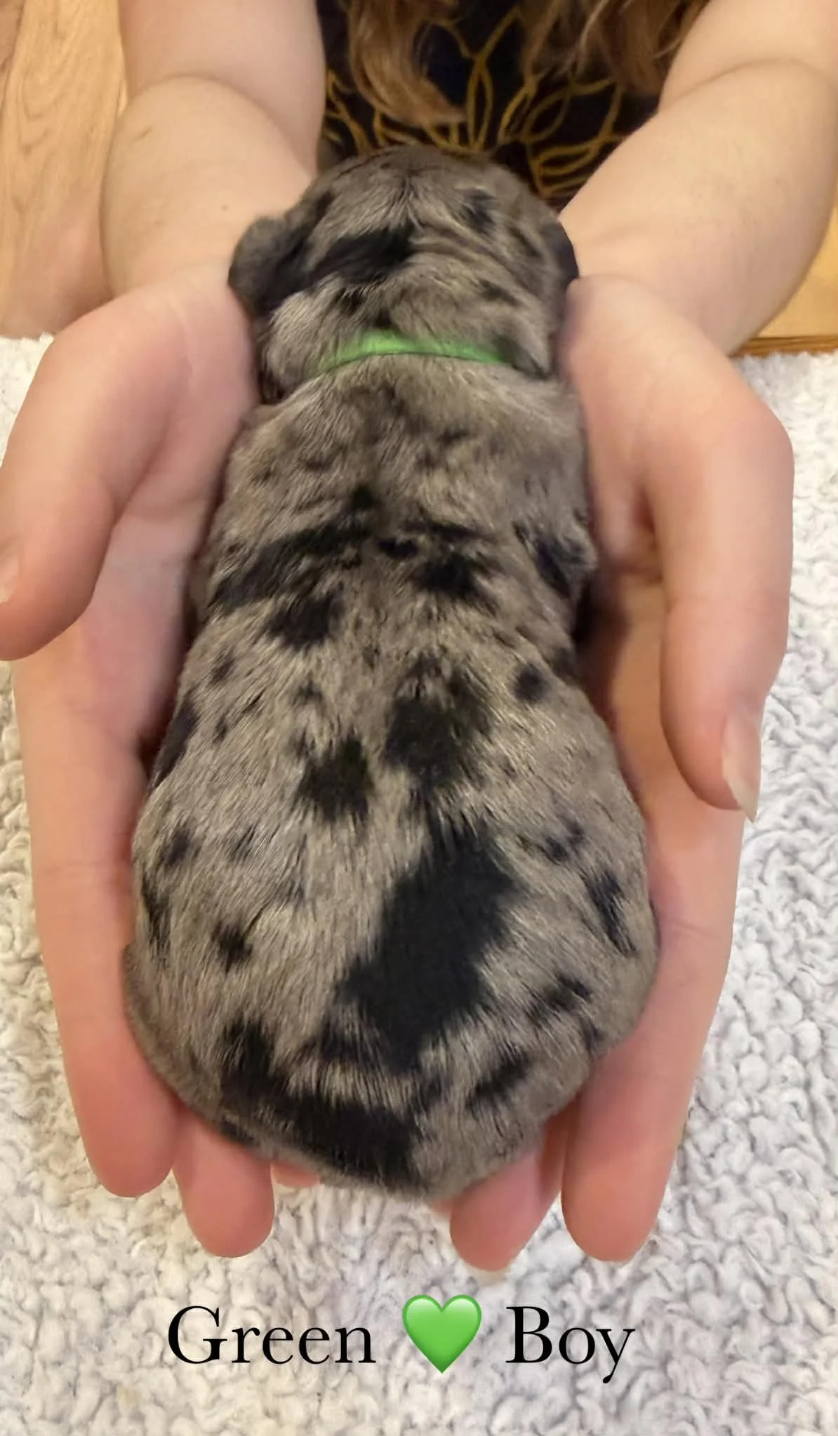 Merle Bernedoodle puppies