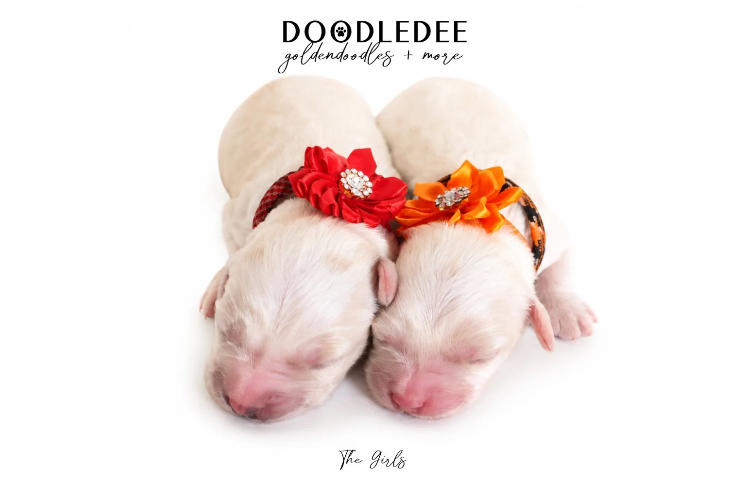 Mini Englsih Goldendoodles