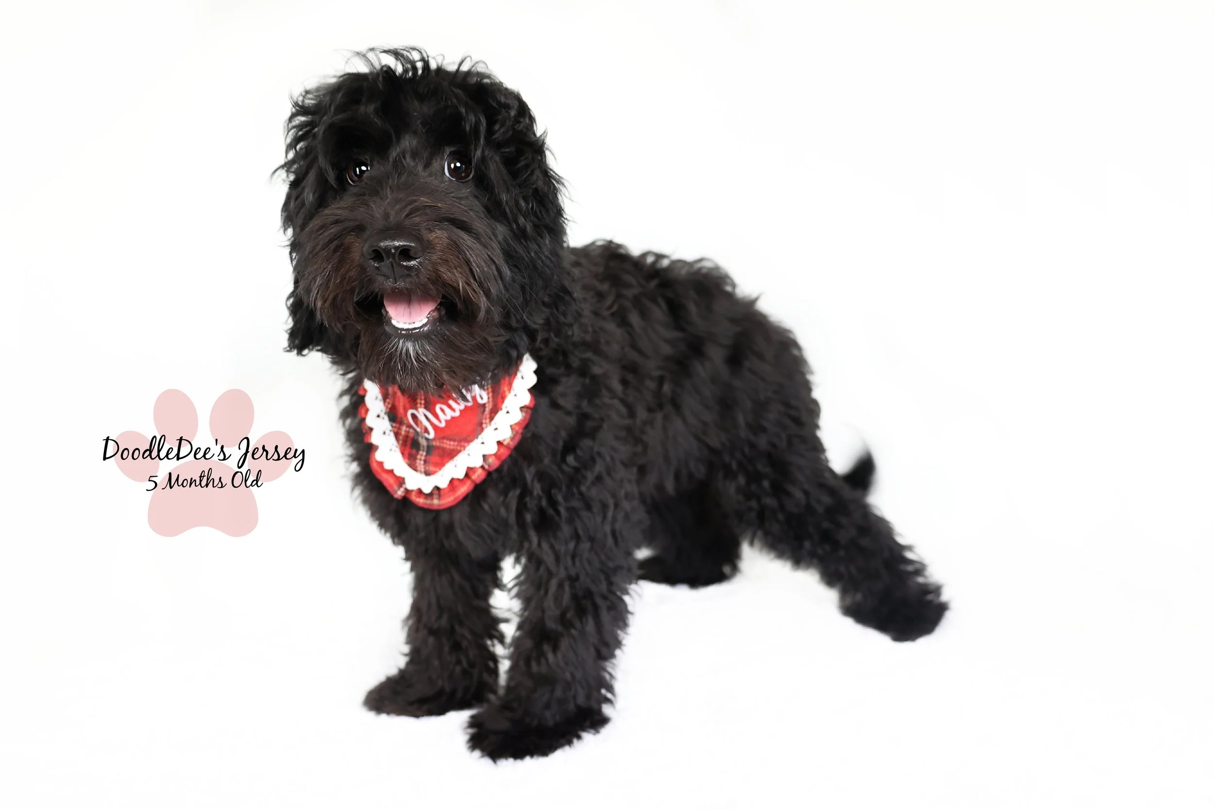 F1 English Goldendoodle- 5 Months Old. 17# and 15"