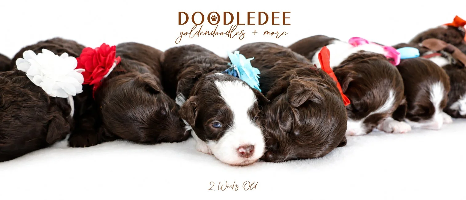 Micro MIni & Petite English Goldendoodles