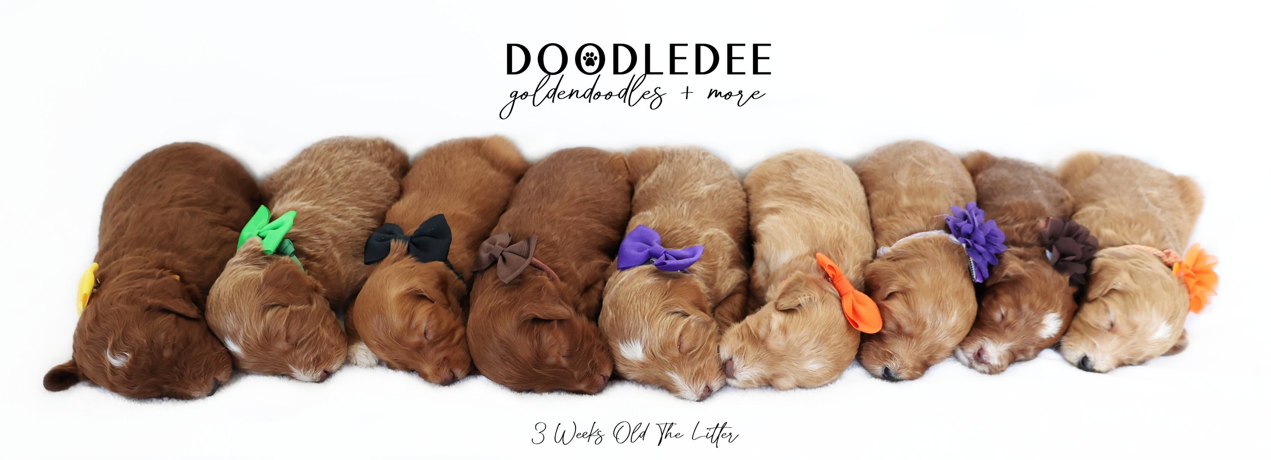 English Goldendoodle Puppies