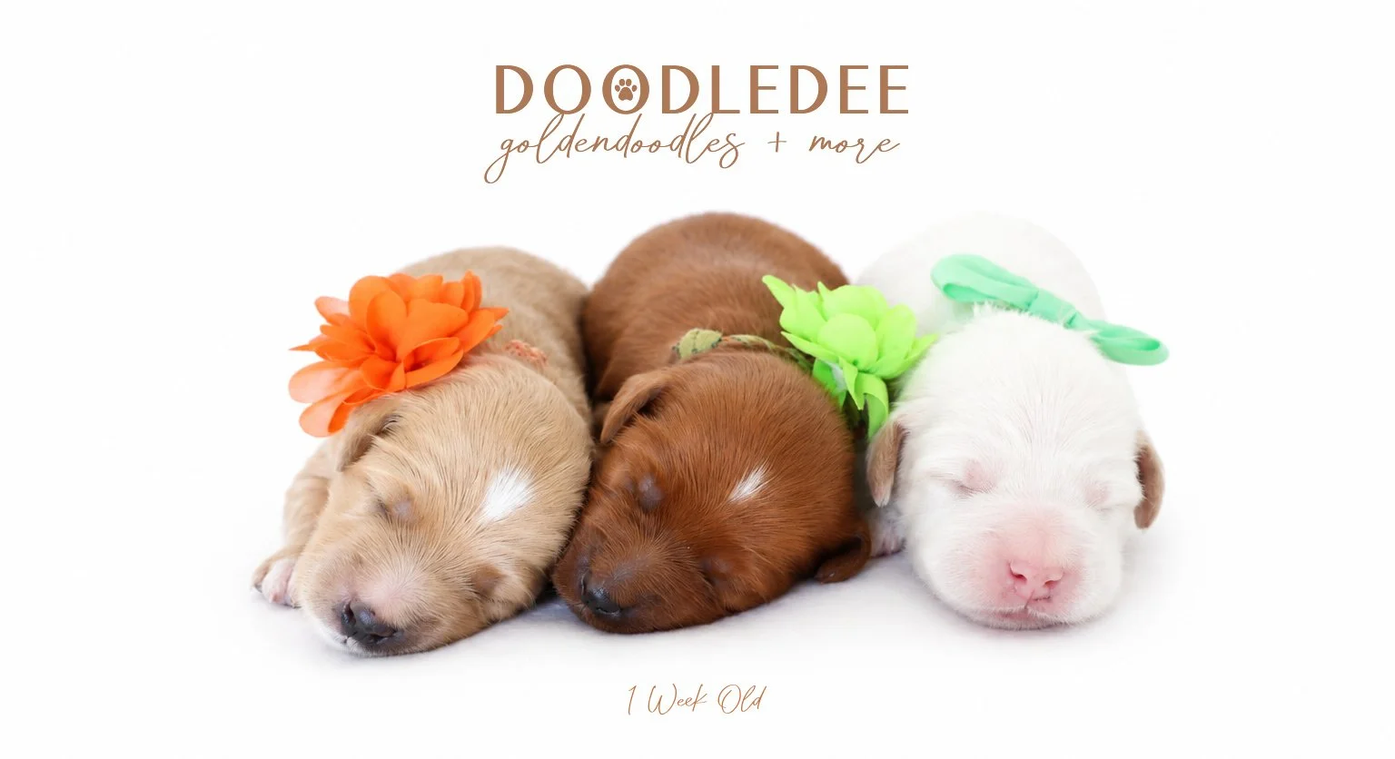 Micro Mini English Goldendoodle | Petite English Goldendoodle