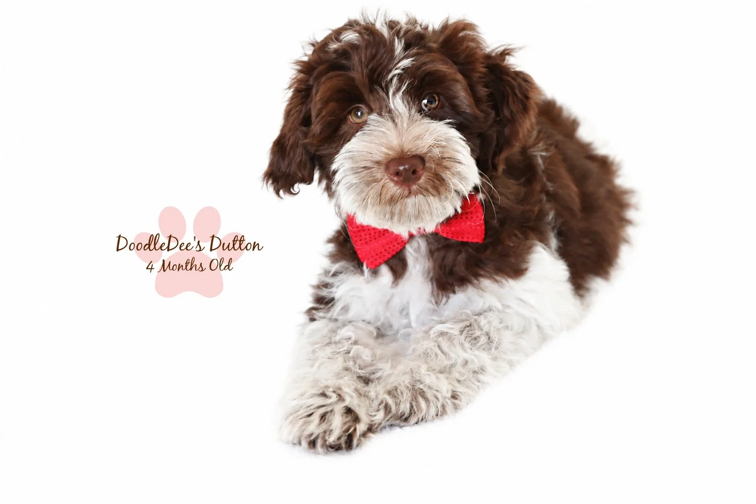 Chocolate Roan English Goldendoodle Stud |  10.2 Lbs
