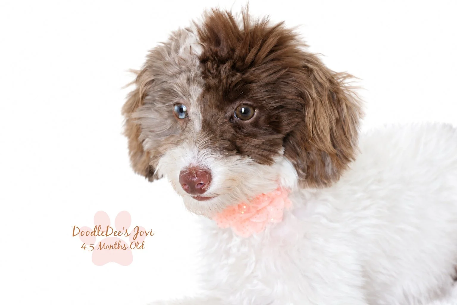 Micro Mini English Goldendoodle | 4.5 months Old 5.4 lbs
