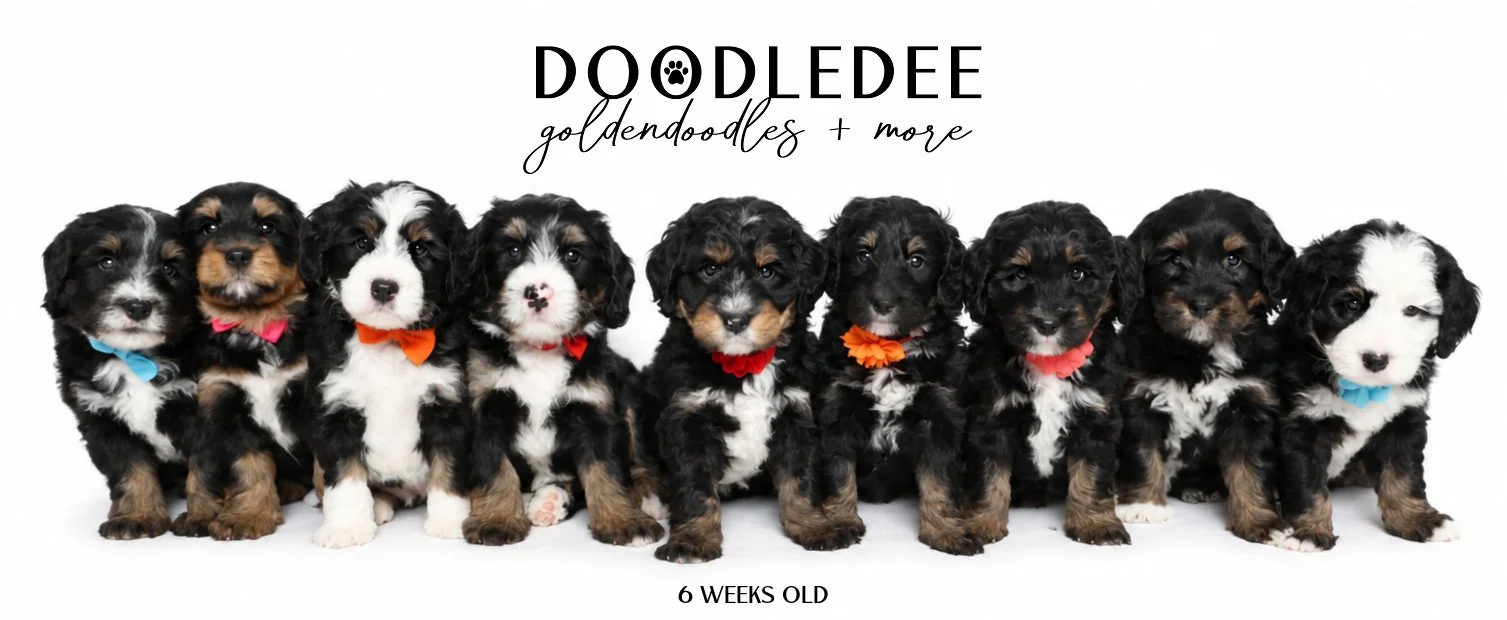 Bernedoodle | AVAILABLE $3,500