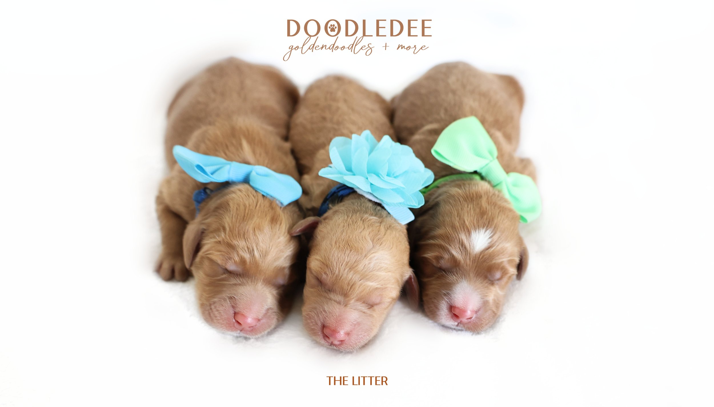 Mini English Goldendoodle