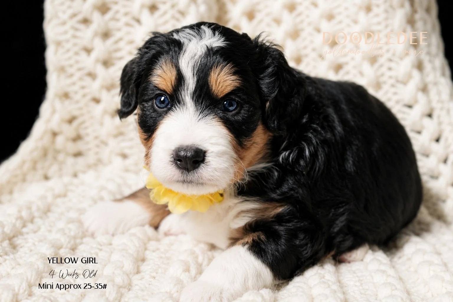Mini Bernedoodle SOLD
