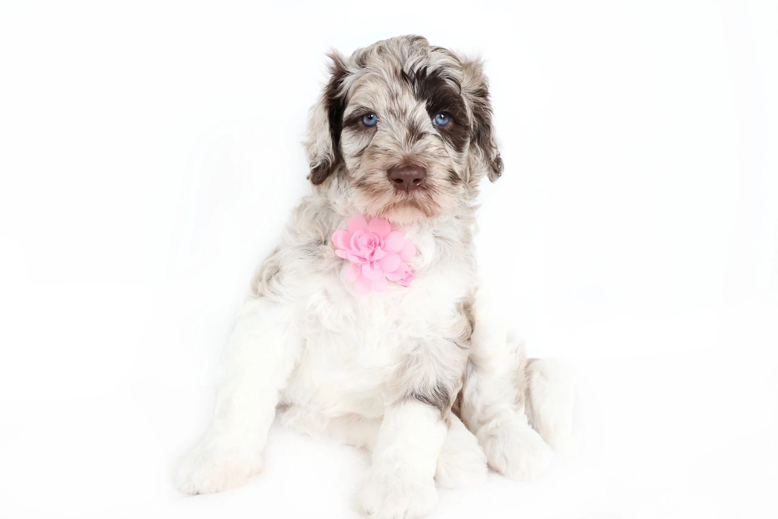 Chocolate Merle English Goldendoodle