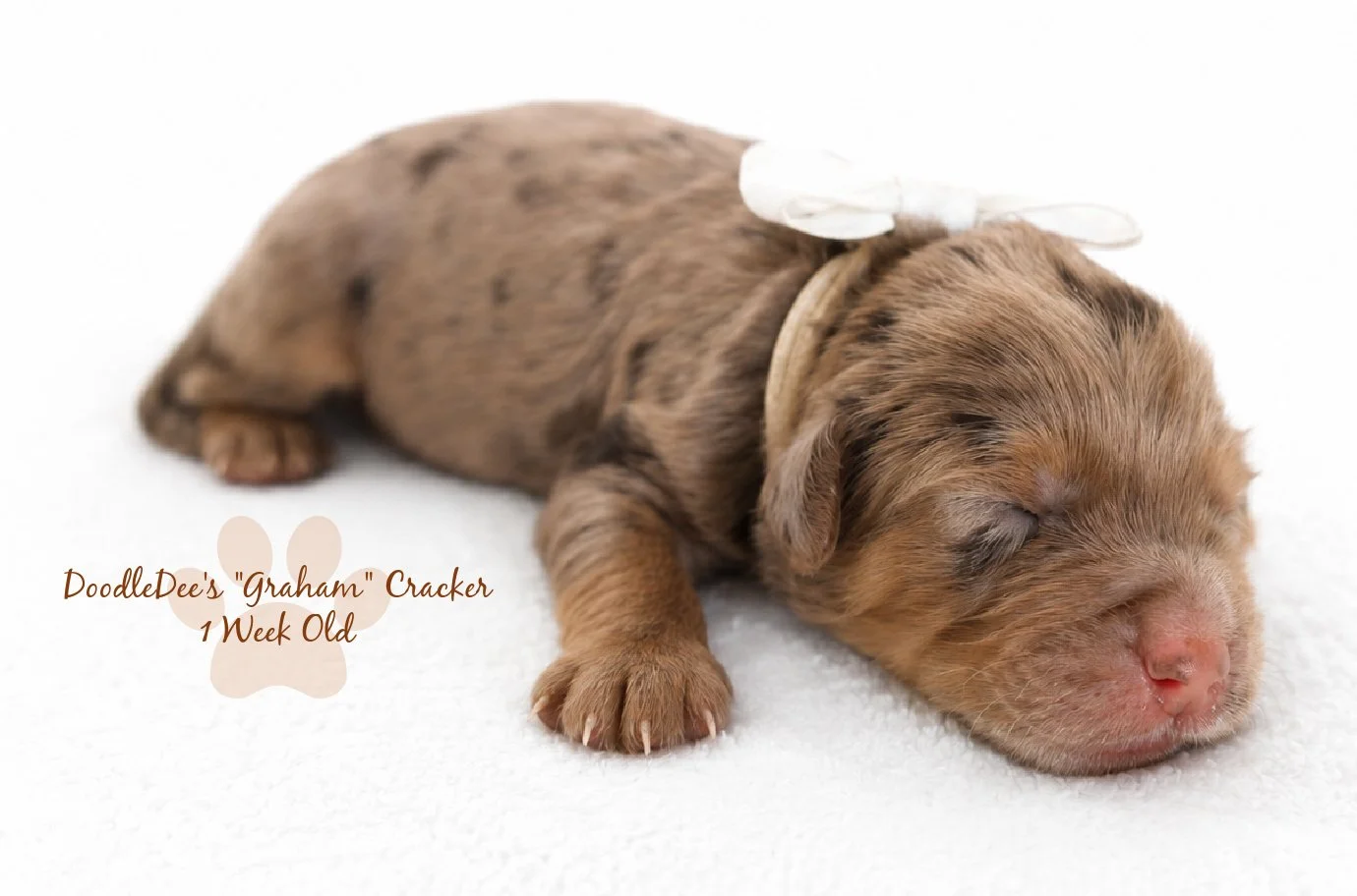 Petite Chocolate Phantom Merle English Goldendoodle