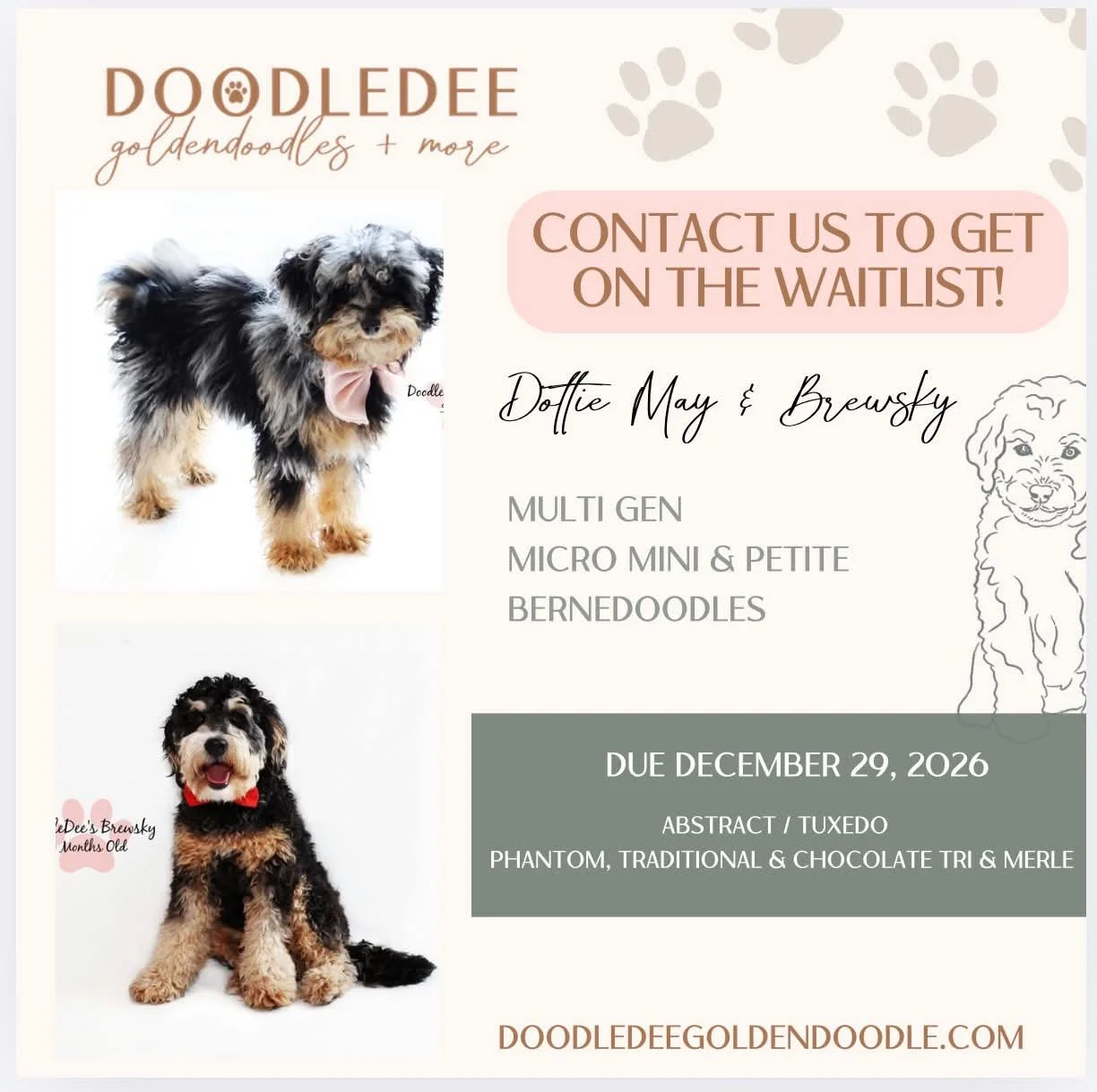 Micro Mini Bernedoodle Puppies |  Petite Bernedoodle Puppies