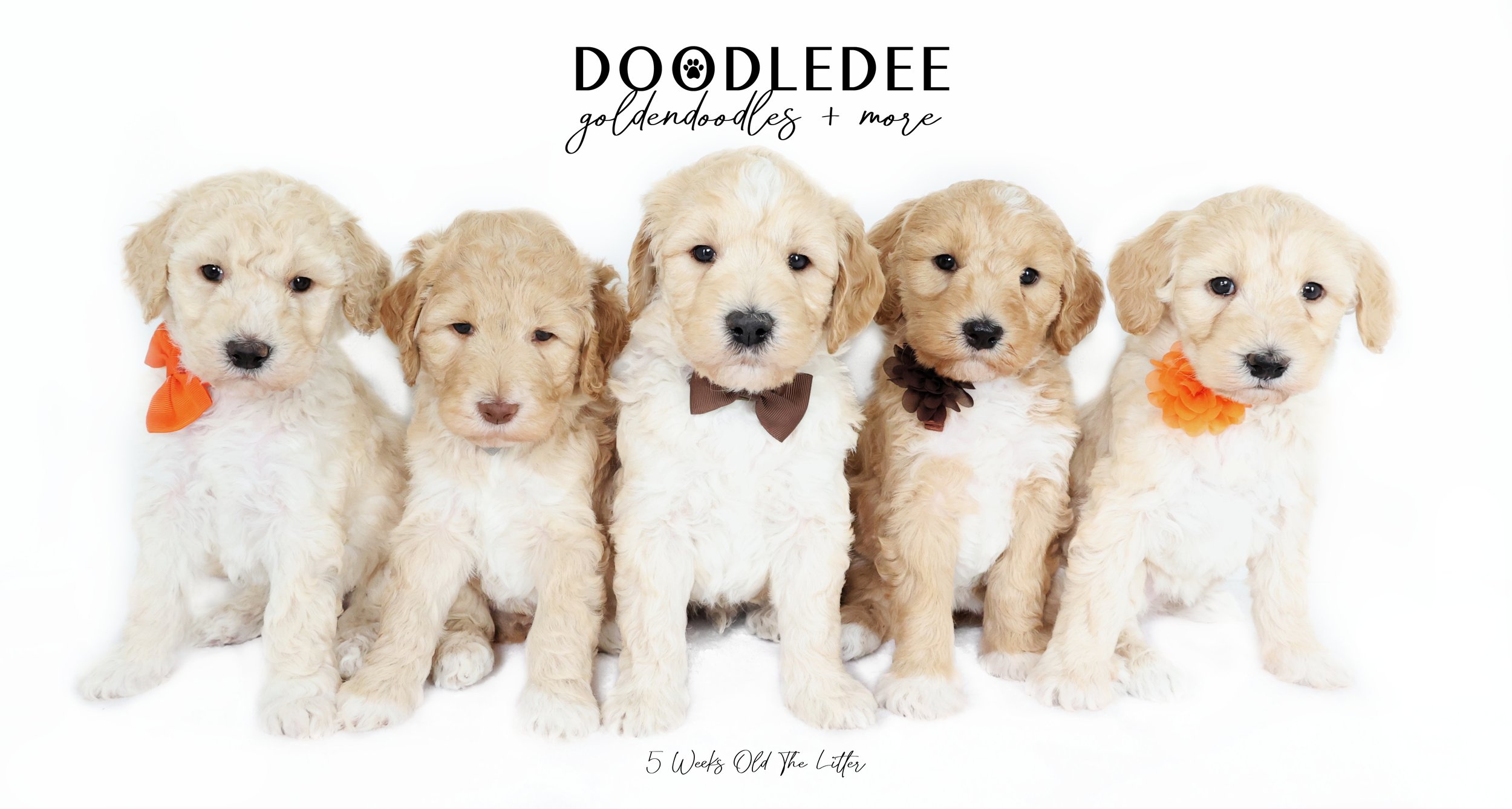 Medium & Standard Goldendoodle Puppies SOLD
