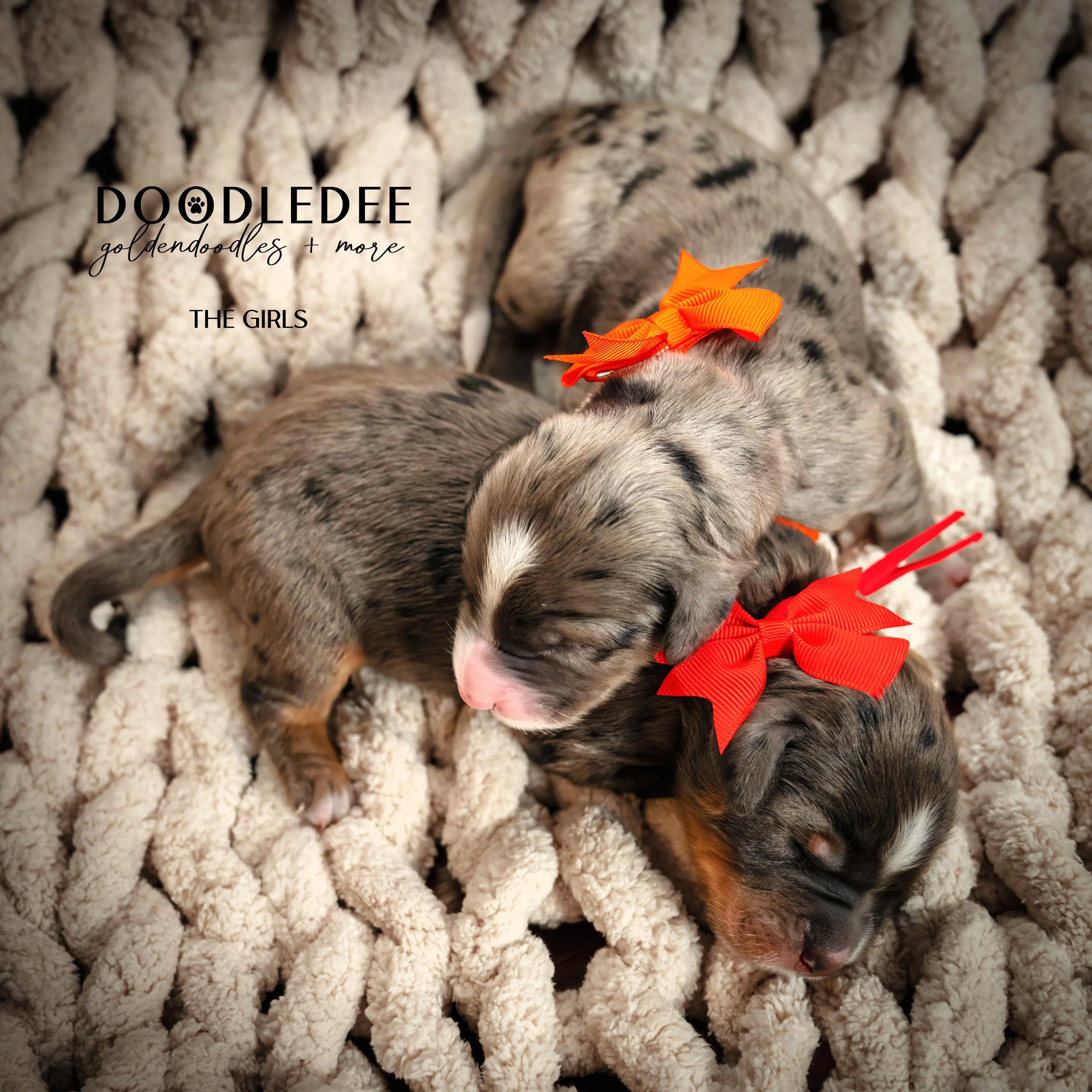 Merle Bernedoodle puppies