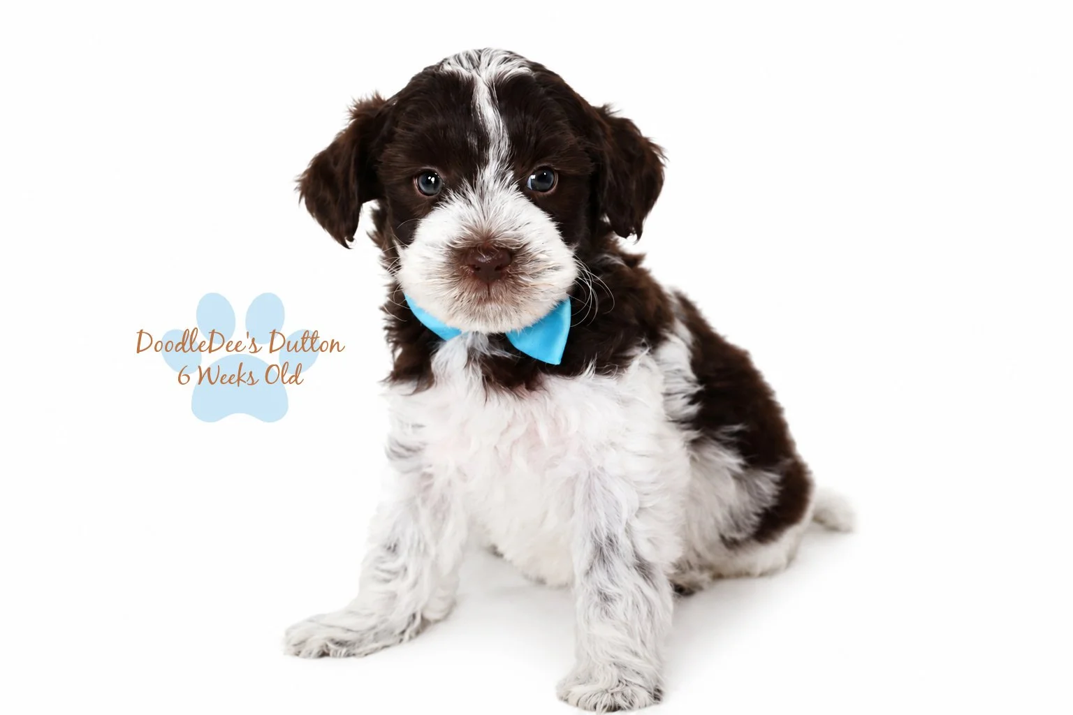 Chocolate Roan English Goldendoodle Stud