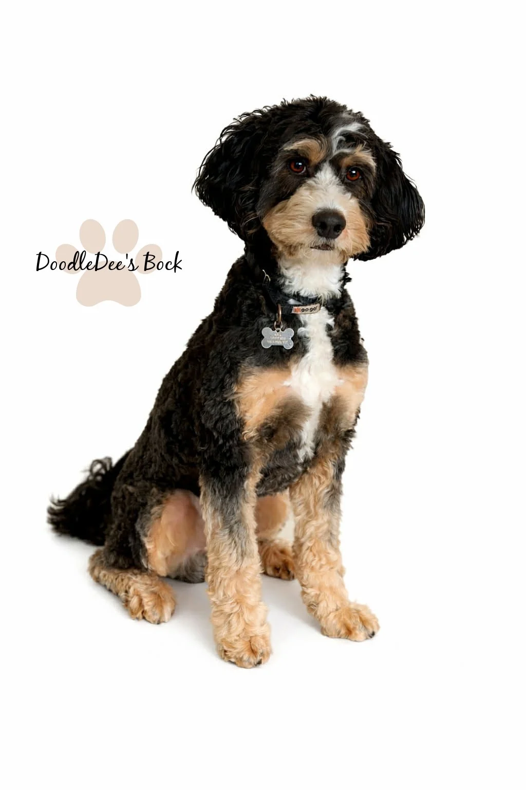 Mini Bernedoodle Stud